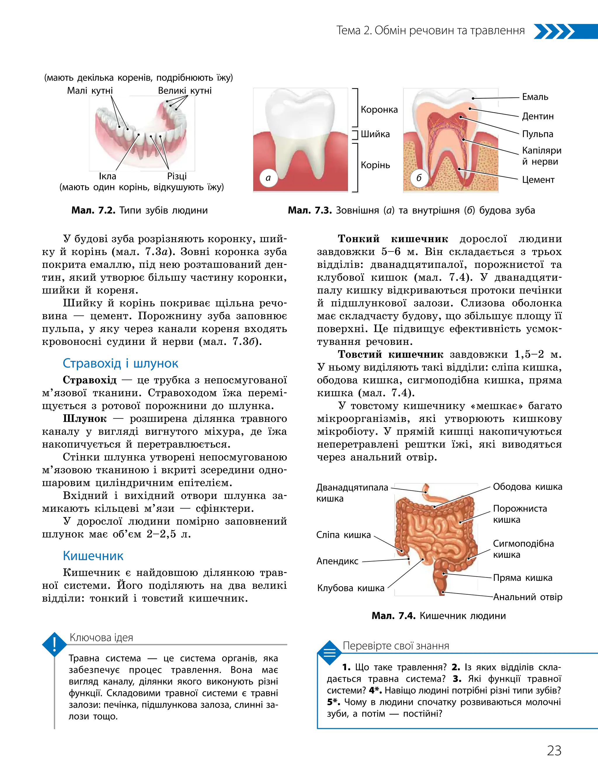 23
Тема 2. Обмін речовин та травлення
1. Що таке травлення? 2. Із яких відділів скла­
дається травна система? 3. Які функції травної
системи? 4*. Навіщо людині потрібні різні типи зубів?
5*. Чому в людини спочатку розвиваються молочні
зуби, а потім — постійні?
Травна система — це система органів, яка
забезпечує процес травлення. Вона має
вигляд каналу, ділянки якого виконують різні
функції. Складовими травної системи є травні
залози: печінка, підшлункова залоза, слинні за­
лози тощо.
Ключова ідея
Перевірте свої знання
У будові зуба розрізняють коронку, ший-
ку й корінь (мал. 7.3а). Зовні коронка зуба
покрита емаллю, під нею розташований ден-
тин, який утворює більшу частину коронки,
шийки й кореня.
Шийку й корінь покриває щільна речо-
вина — цемент. Порожнину зуба заповнює
пульпа, у яку через канали кореня входять
кровоносні судини й нерви (мал. 7.3б).
Стравохід і шлунок
Стравохід — це трубка з непосмугованої
м’язової тканини. Стравоходом їжа перемі-
щується з ротової порожнини до шлунка.
Шлунок — розширена ділянка травного
каналу у вигляді вигнутого міхура, де їжа
накопичується й перетравлюється.
Стінки шлунка утворені непосмугованою
м’язовою тканиною і вкриті зсередини одно-
шаровим циліндричним епітелієм.
Вхідний і вихідний отвори шлунка за-
микають кільцеві м’язи — сфінктери.
У дорослої людини помірно заповнений
шлунок має об’єм 2–2,5 л.
Кишечник
Кишечник є найдовшою ділянкою трав-
ної системи. Його поділяють на два великі
відділи: тонкий і товстий кишечник.
Мал. 7.2. Типи зубів людини
(мають один корінь, відкушують їжу)
Різці
Ікла
(мають декілька коренів, подрібнюють їжу)
Малі кутні Великі кутні
Корінь
Коронка
Шийка
Мал. 7.3. Зовнішня (а) та внутрішня (б) будова зуба
Дентин
Цемент
Пульпа
Капіляри
й нерви
Емаль
а б
Тонкий кишечник дорослої людини
зав­
довжки 5–6 м. Він складається з трьох
відділів: дванадцятипалої, порожнистої та
клубової кишок (мал. 7.4). У дванадцяти-
палу кишку відкриваються протоки печінки
й підшлункової залози. Слизова оболонка
має складчасту будову, що збільшує площу її
поверхні. Це підвищує ефективність усмок-
тування речовин.
Товстий кишечник завдовжки 1,5–2 м.
У ньому виділяють такі відділи: сліпа кишка,
ободова кишка, сигмоподібна кишка, пряма
кишка (мал. 7.4).
У товстому кишечнику «мешкає» багато
мікроорганізмів, які утворюють кишкову
мікробіоту. У прямій кишці накопичуються
неперетравлені рештки їжі, які виводяться
через анальний отвір.
Мал. 7.4. Кишечник людини
Дванадцятипала
кишка
Порожниста
кишка
Клубова кишка
Ободова кишка
Сигмоподібна
кишка
Cліпа кишка
Пряма кишка
Анальний отвір
Апендикс
 