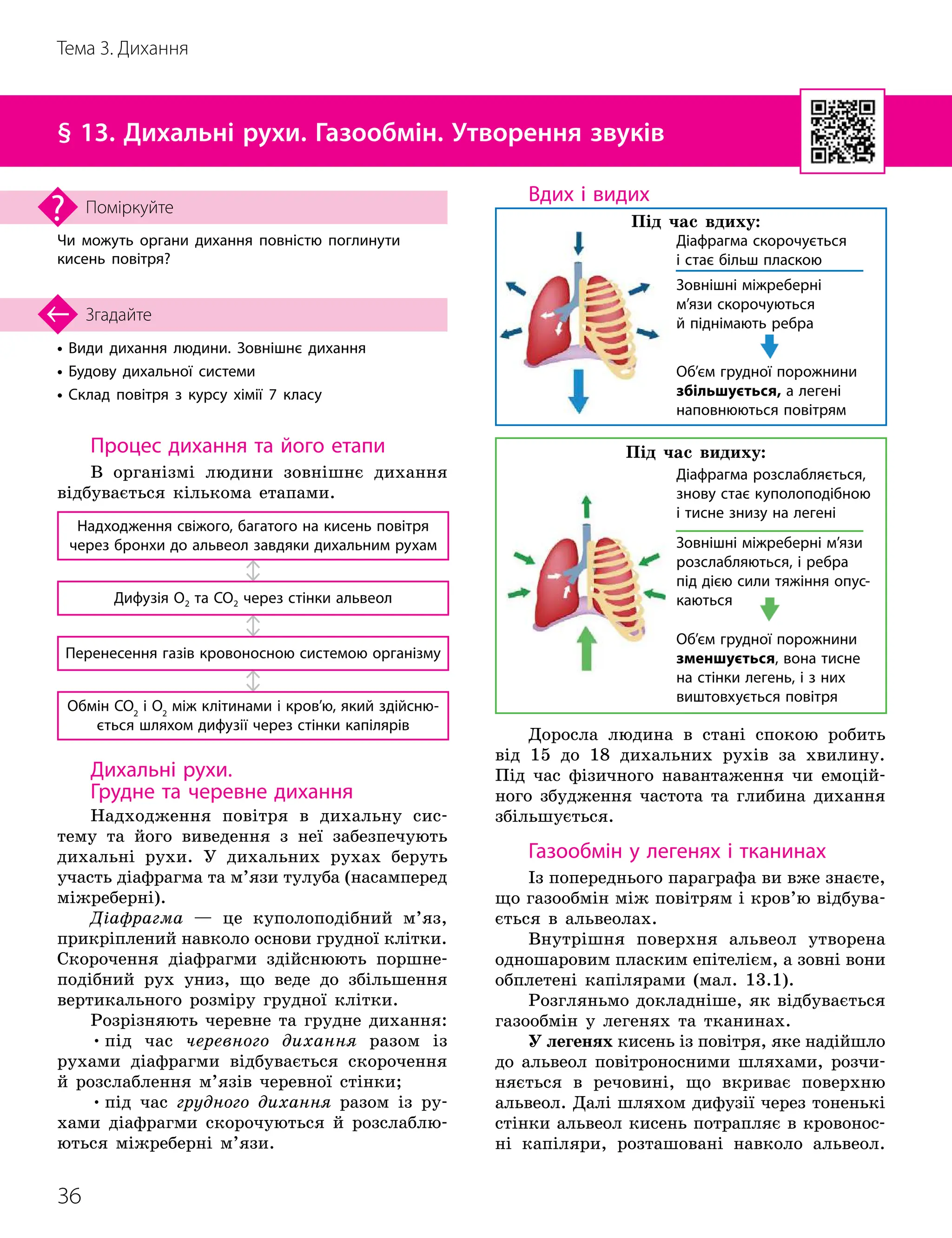 36
Тема 3. Дихання
• Види дихання людини. Зовнішнє дихання
• Будову дихальної системи
• Склад повітря з курсу хімії 7 класу
Згадайте
§ 13. Дихальні рухи. Газообмін. Утворення звуків
Чи можуть органи дихання повністю поглинути
кисень повітря?
Поміркуйте
Процес дихання та його етапи
В організмі людини зовнішнє дихання
відбувається кількома етапами.
Надходження свіжого, багатого на кисень повітря
через бронхи до альвеол завдяки дихальним рухам
Обмін CO2
і O2
між клітинами і кров’ю, який здійсню­
ється шляхом дифузії через стінки капілярів
Дифузія O2 та CO2 через стінки альвеол
Перенесення газів кровоносною системою організму
Дихальні рухи.
Грудне та черевне дихання
Надходження повітря в дихальну сис-
тему та його виведення з неї забезпечують
дихальні рухи. У дихальних рухах беруть
участь діафрагма та м’язи тулуба (насамперед
міжреберні).
Діафрагма — це куполоподібний м’яз,
прикріплений навколо основи грудної клітки.
Скорочення діафрагми здійснюють поршне-
подібний рух униз, що веде до збільшення
вертикального розміру грудної клітки.
Розрізняють черевне та грудне дихання:
•під час черевного дихання разом із
рухами діафрагми відбувається скорочення
й розслаблення м’язів черевної стінки;
•під час грудного дихання разом із ру-
хами діафрагми скорочуються й розслаблю-
ються міжреберні м’язи.
Вдих і видих
Об’єм грудної порожнини
збільшується, а легені
наповнюються повітрям
Діафрагма скорочується
і стає більш пласкою
Під час вдиху:
Зовнішні міжреберні
м’язи скорочуються
й піднімають ребра
Об’єм грудної порожнини
зменшується, вона тисне
на стінки легень, і з них
виштовхується повітря
Діафрагма розслабляється,
знову стає куполоподібною
і тисне знизу на легені
Під час видиху:
Зовнішні міжреберні м’язи
розслаб
­
ляються, і ребра
під дією сили тяжіння опус­
каються
Доросла людина в стані спокою робить
від 15 до 18 дихальних рухів за хвилину.
Під час фізичного навантаження чи емоцій-
ного збудження частота та глибина дихання
збільшується.
Газообмін у легенях і тканинах
Із попереднього параграфа ви вже знаєте,
що газообмін між повітрям і кров’ю відбува-
ється в альвеолах.
Внутрішня поверхня альвеол утворена
одношаровим пласким епітелієм, а зовні вони
обплетені капілярами (мал. 13.1).
Розгляньмо докладніше, як відбувається
газообмін у легенях та тканинах.
У легенях кисень із повітря, яке надійшло
до альвеол повітроносними шляхами, розчи-
няється в речовині, що вкриває поверхню
альвеол. Далі шляхом дифузії через тоненькі
стінки альвеол кисень потрапляє в кровонос-
ні капіляри, розташовані навколо альвеол.
 