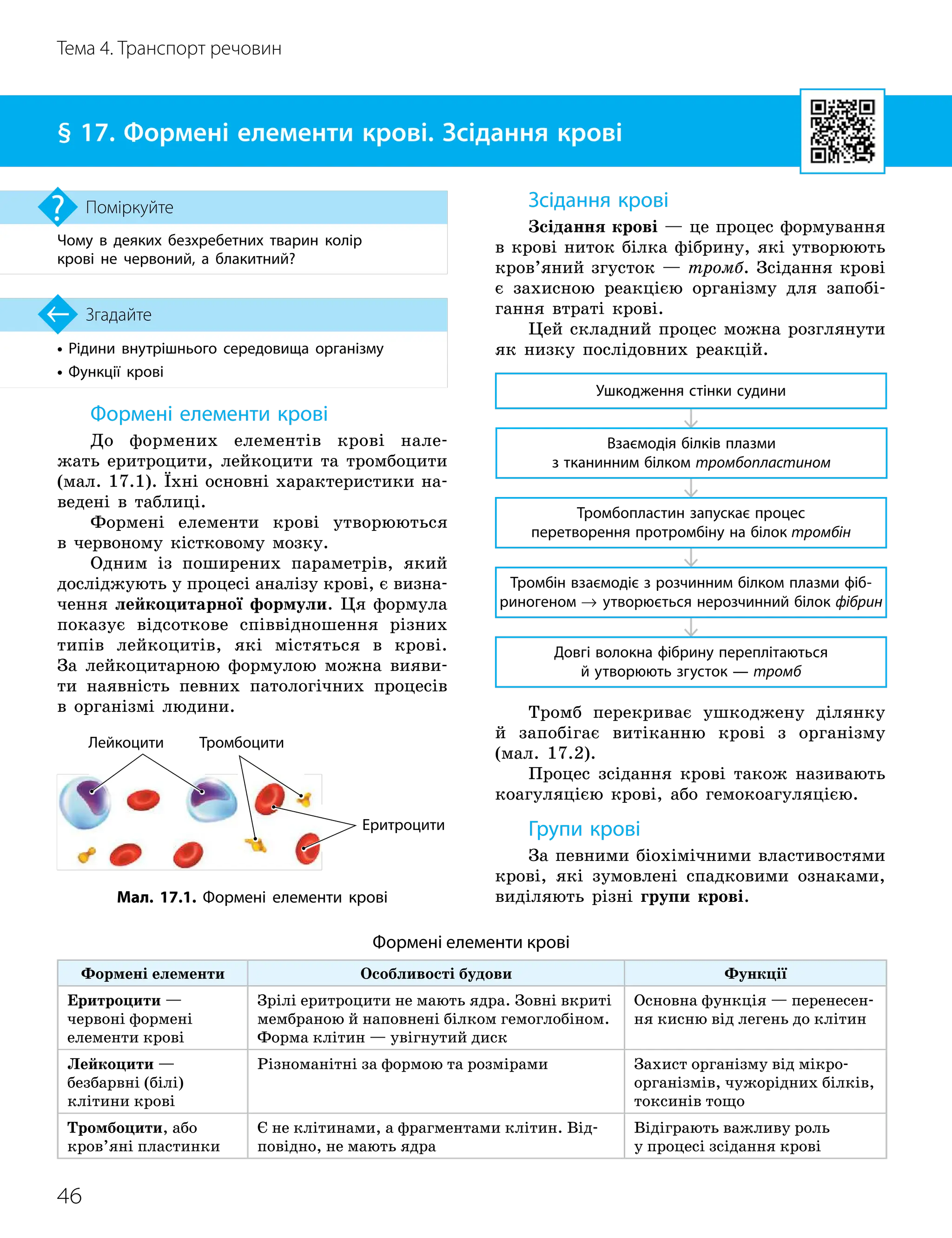 46
Тема 4. Транспорт речовин
• Рідини внутрішнього середовища організму
• Функції крові
Згадайте
§ 17. Формені елементи крові. Зсідання крові
Чому в деяких безхребетних тварин колір
крові не червоний, а блакитний?
Поміркуйте
Формені елементи крові
Формені елементи Особливості будови Функції
Еритроцити —
червоні формені
елементи крові
Зрілі еритроцити не мають ядра. Зовні вкриті
мембраною й наповнені білком гемоглобіном.
Форма клітин — увігнутий диск
Основна функція — перенесен-
ня кисню від легень до клітин
Лейкоцити —
безбарв
­
ні (білі)
клітини крові
Різноманітні за формою та розмірами Захист організму від мікро-
організмів, чужорідних білків,
токсинів тощо
Тромбоцити, або
кров’яні пластинки
Є не клітинами, а фрагментами клітин. Від-
повідно, не мають ядра
Відіграють важливу роль
у процесі зсідання крові
Формені елементи крові
До формених елементів крові нале-
жать еритроцити, лейкоцити та тромбоцити
(мал. 17.1). Їхні основні характеристики на-
ведені в таблиці.
Формені елементи крові утворюються
в червоному кістковому мозку.
Одним із поширених параметрів, який
досліджують у процесі аналізу крові, є визна-
чення лейкоцитарної формули. Ця формула
показує відсоткове співвідношення різних
типів лейкоцитів, які містяться в крові.
За лейкоцитарною формулою можна вияви-
ти наявність певних патологічних процесів
в організмі людини.
Зсідання крові
Зсідання крові — це процес формування
в крові ниток білка фібрину, які утворюють
кров’яний згусток — тромб. Зсідання крові
є захисною реакцією організму для запобі-
гання втраті крові.
Цей складний процес можна розглянути
як низку послідовних реакцій.
Ушкодження стінки судини
Взаємодія білків плазми
з тканинним білком тромбопластином
Тромбопластин запускає процес
перетворення протромбіну на білок тромбін
Тромбін взаємодіє з розчинним білком плазми фіб­
риногеном → утворюється нерозчинний білок фібрин
Довгі волокна фібрину переплітаються
й утворюють згусток — тромб
Тромб перекриває ушкоджену ділянку
й запобігає витіканню крові з організму
(мал. 17.2).
Процес зсідання крові також називають
коагуляцією крові, або гемокоагуляцією.
Групи крові
За певними біохімічними властивостями
крові, які зумовлені спадковими ознаками,
виділяють різні групи крові.
Мал. 17.1. Формені елементи крові
Еритроцити
Лейкоцити Тромбоцити
 