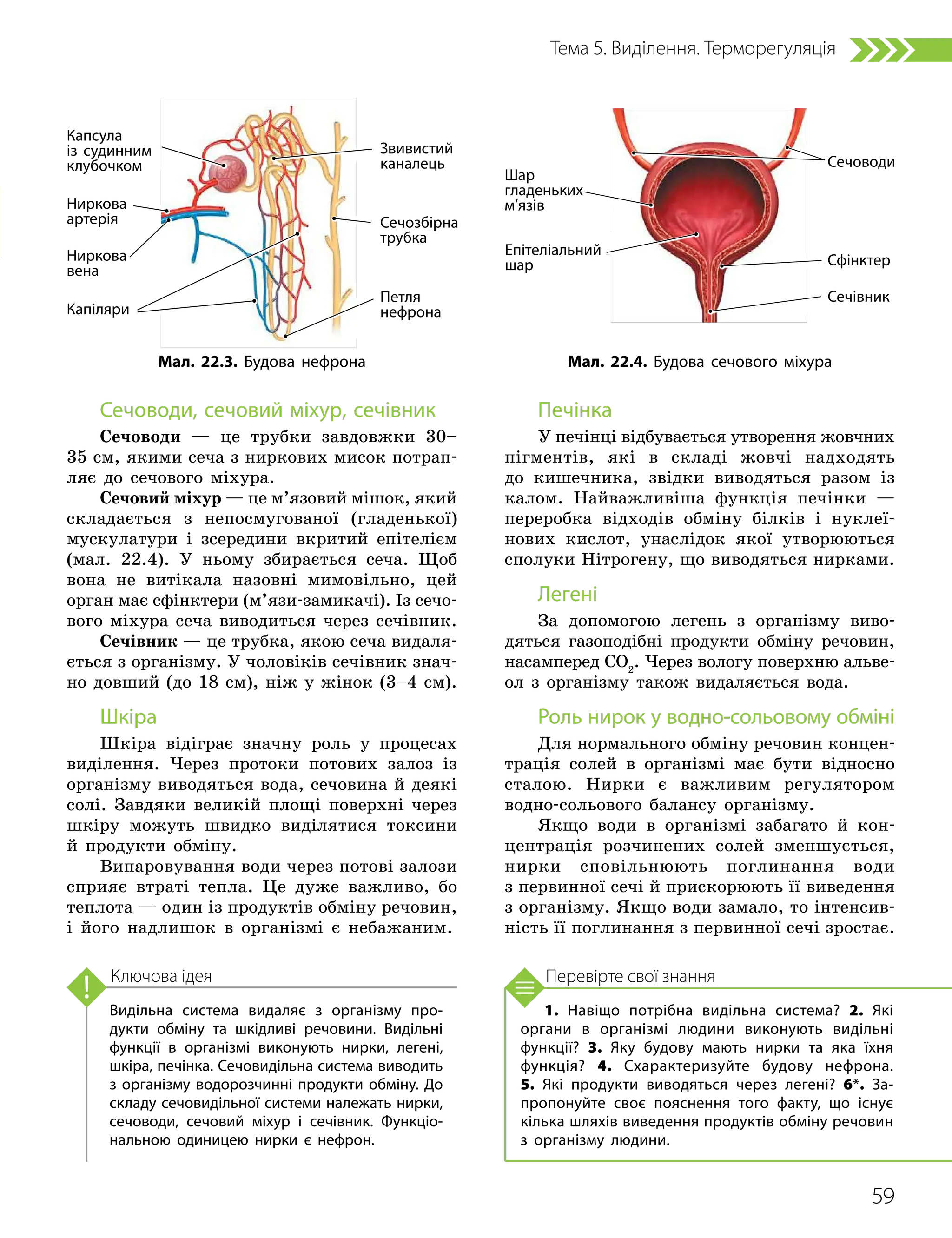 59
Тема 5. Виділення. Терморегуляція
1. Навіщо потрібна видільна система? 2. Які
органи в організмі людини виконують видільні
функції? 3. Яку будову мають нирки та яка їхня
функція? 4. Схарактеризуйте будову нефрона.
5. Які продукти виводяться через легені? 6*. За­
пропонуйте своє пояснення того факту, що існує
кілька шляхів виведення продуктів обміну речовин
з організму людини.
Перевірте свої знання
Видільна система видаляє з організму про­
дукти обміну та шкідливі речовини. Видільні
функції в організмі виконують нирки, легені,
шкіра, печінка. Сечовидільна система виводить
з організму водорозчинні продукти обміну. До
складу сечовидільної системи належать нирки,
сечоводи, сечовий міхур і сечівник. Функціо­
нальною одиницею нирки є нефрон.
Ключова ідея
Сечоводи, сечовий міхур, сечівник
Сечоводи — це трубки завдовжки 30–
35 см, якими сеча з ниркових мисок потрап­
ляє до сечового міхура.
Сечовий міхур — це м’язовий мішок, який
складається з непосмугованої (гладенької)
мускулатури і зсередини вкритий епітелієм
(мал. 22.4). У ньому збирається сеча. Щоб
вона не витікала назовні мимовільно, цей
орган має сфінктери (м’язи-замикачі). Із сечо-
вого міхура сеча виводиться через сечівник.
Сечівник — це трубка, якою сеча видаля­
є­
ться з організму. У чоловіків сечівник знач­
но довший (до 18 см), ніж у жінок (3–4 см).
Шкіра
Шкіра відіграє значну роль у процесах
виділення. Через протоки потових залоз із
організму виводяться вода, сечовина й деякі
солі. Завдяки великій площі поверхні через
шкіру можуть швидко виділятися токсини
й продукти обміну.
Випаровування води через потові залози
сприяє втраті тепла. Це дуже важливо, бо
теплота — один із продуктів обміну речовин,
і його надлишок в організмі є небажаним.
Мал. 22.3. Будова нефрона Мал. 22.4. Будова сечового міхура
Печінка
У печінці відбувається утворення жовч­
них
пігментів, які в складі жовчі надходять
до кишечника, звідки виводяться разом із
калом. Найважливіша функція печінки —
переробка відходів обміну білків і нуклеї-
нових кислот, унаслідок якої утворюються
сполуки Нітрогену, що виводяться нирками.
Легені
За допомогою легень з організму виво-
дяться газоподібні продукти обміну речовин,
насамперед CO2
. Через вологу поверхню альве-
ол з організму також видаляється вода.
Роль нирок у водно-сольовому обміні
Для нормального обміну речовин концен-
трація солей в організмі має бути відносно
сталою. Нирки є важливим регулятором
водно-сольового балансу організму.
Якщо води в організмі забагато й кон-
центрація розчинених солей зменшується,
нирки сповільнюють поглинання води
з первинної сечі й прискорюють її виведення
з організму. Якщо води замало, то інтенсив-
ність її поглинання з первинної сечі зростає.
Сечоводи
Шар
гладеньких
м’язів
Сечівник
Епітеліальний
шар Сфінктер
Звивистий
каналець
Капіляри
Сечозбірна
трубка
Капсула
із судинним
клубочком
Ниркова
артерія
Ниркова
вена
Петля
нефрона
 