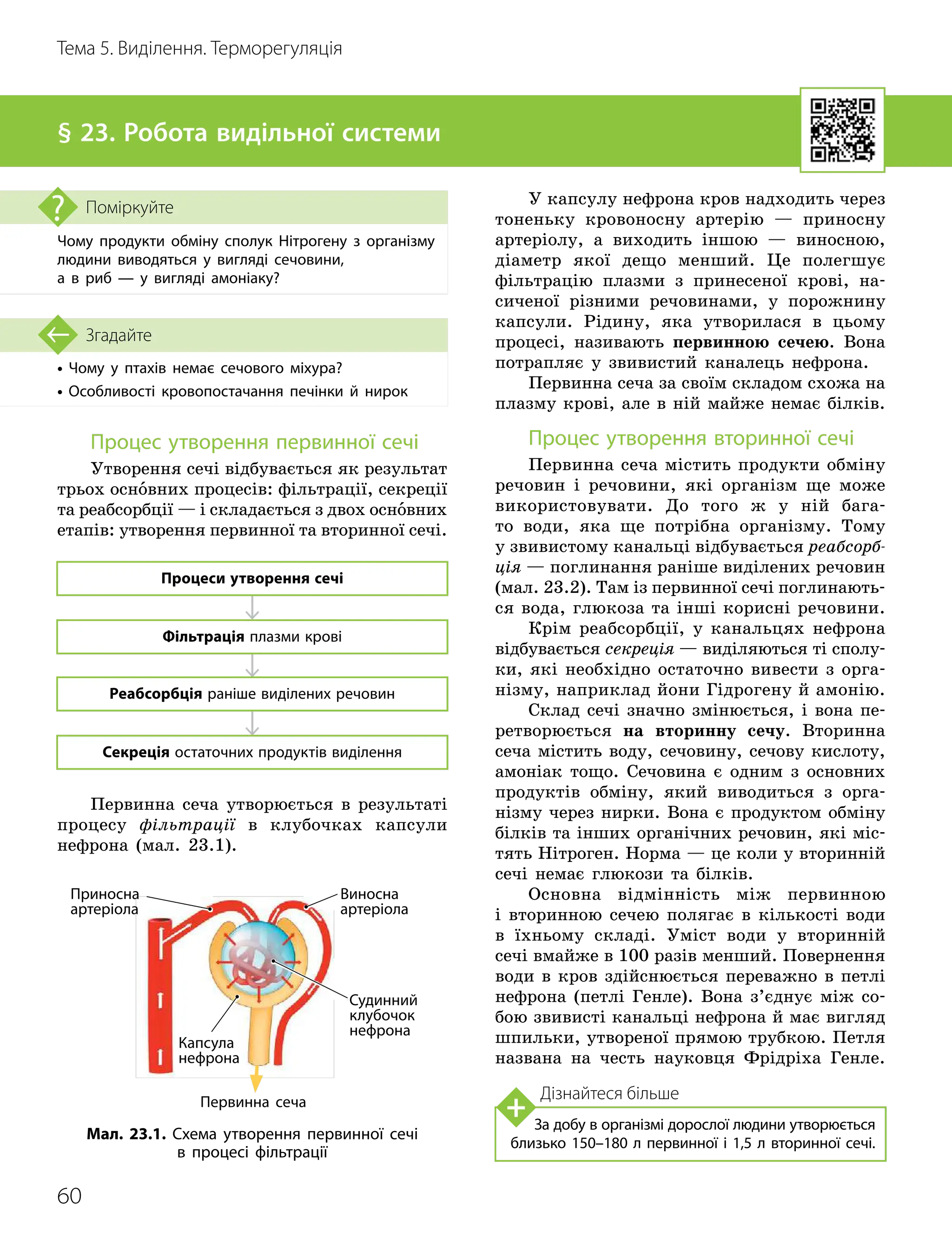 60
Тема 5. Виділення. Терморегуляція
• Чому у птахів немає сечового міхура?
• Особливості кровопостачання печінки й нирок
Згадайте
§ 23. Робота видільної системи
Чому продукти обміну сполук Нітрогену з організму
людини виводяться у вигляді сечовини,
а в риб — у вигляді амоніаку?
Поміркуйте
Процес утворення первинної сечі
Утворення сечі відбувається як результат
трьох основних процесів: фільтрації, секреції
та реабсорбції — і складається з двох основних
етапів: утворення первинної та вторинної сечі.
Процеси утворення сечі
Фільтрація плазми крові
Реабсорбція раніше виділених речовин
Секреція остаточних продуктів виділення
Первинна сеча утворюється в результаті
процесу фільтрації в клубочках капсули
нефрона (мал. 23.1).
У капсулу нефрона кров надходить через
тоненьку кровоносну артерію — приносну
артеріолу, а виходить іншою — виносною,
діаметр якої дещо менший. Це полегшує
фільтрацію плазми з принесеної крові, на-
сиченої різними речовинами, у порожнину
капсули. Рідину, яка утворилася в цьому
процесі, називають первинною сечею. Вона
потрапляє у звивистий каналець нефрона.
Первинна сеча за своїм складом схожа на
плазму крові, але в ній майже немає білків.
Процес утворення вторинної сечі
Первинна сеча містить продукти обміну
речовин і речовини, які організм ще може
використовувати. До того ж у ній бага-
то води, яка ще потрібна організму. Тому
у звивистому канальці відбувається реабсорб-
ція — поглинання раніше виділених речовин
(мал. 23.2). Там із первинної сечі поглинають-
ся вода, глюкоза та інші корисні речовини.
Крім реабсорбції, у канальцях нефрона
відбувається секреція — виділяються ті сполу-
ки, які необхідно остаточно вивести з орга-
нізму, наприклад йони Гідрогену й амонію.
Склад сечі значно змінюється, і вона пе-
ретворюється на вторинну сечу. Вторинна
сеча містить воду, сечовину, сечову кислоту,
амоніак тощо. Сечовина є одним з основних
продуктів обміну, який виводиться з орга-
нізму через нирки. Вона є продуктом обміну
білків та інших органічних речовин, які міс-
тять Нітроген. Норма — це коли у вторинній
сечі немає глюкози та білків.
Основна відмінність між первинною
і вторинною сечею полягає в кількості води
в їхньому складі. Уміст води у вторинній
сечі вмайже в 100 разів менший. Повернення
води в кров здійснюється переважно в петлі
нефрона (петлі Генле). Вона з’єднує між со-
бою звивисті канальці нефрона й має вигляд
шпильки, утвореної прямою трубкою. Петля
названа на честь науковця Фрідріха Генле.
Мал. 23.1. Схема утворення первинної сечі
в процесі фільтрації
Приносна
артеріола
Виносна
артеріола
Судинний
клубочок
нефрона
Первинна сеча
Капсула
нефрона
Дізнайтеся більше
За добу в організмі дорослої людини утворюється
близько 150–180 л первинної і 1,5 л вторинної сечі.
 