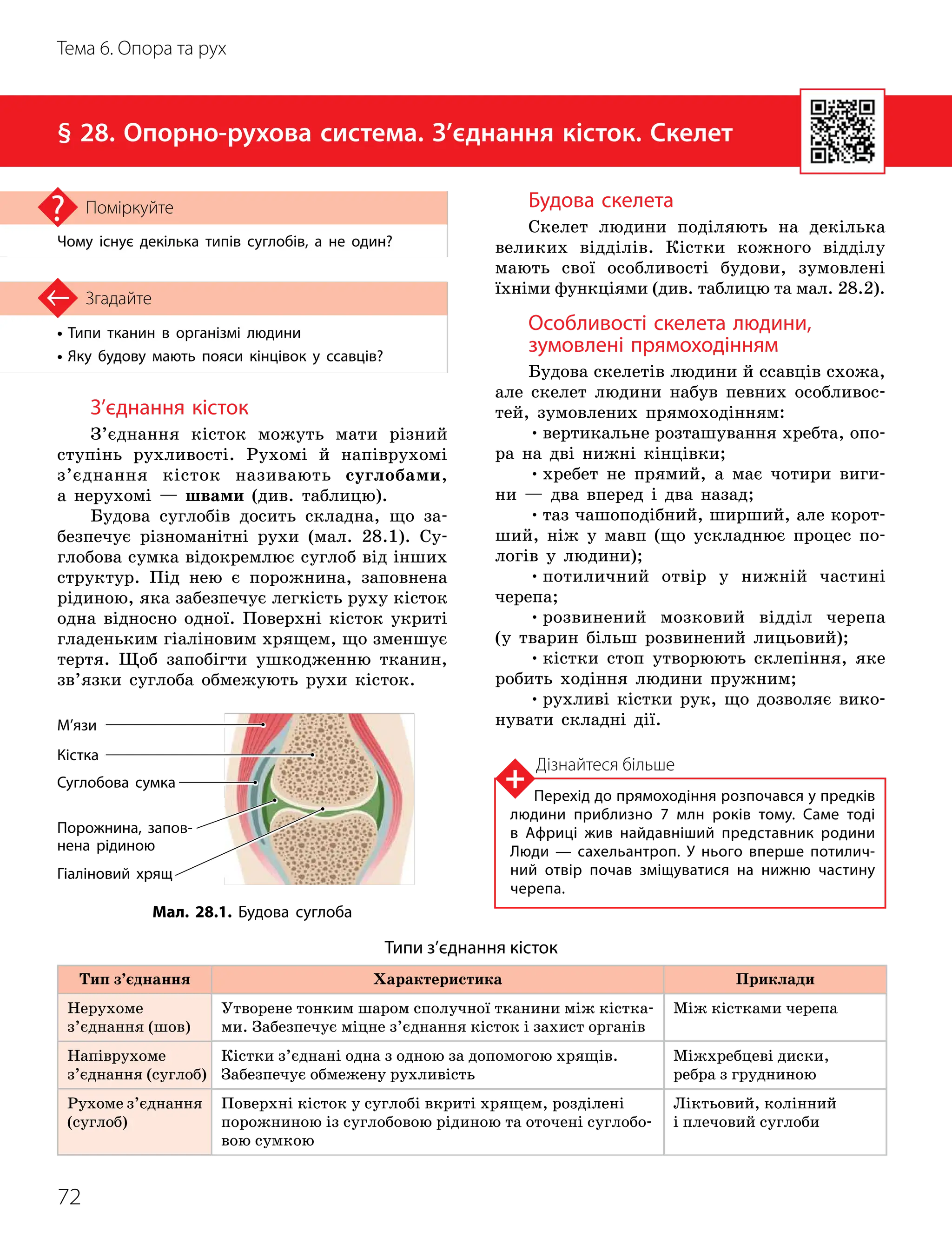 72
Тема 6. Опора та рух
• Типи тканин в організмі людини
• Яку будову мають пояси кінцівок у ссавців?
Згадайте
§ 28. Опорно-рухова система. З’єднання кісток. Скелет
Чому існує декілька типів суглобів, а не один?
Поміркуйте
Типи з’єднання кісток
Тип з’єднання Характеристика Приклади
Нерухоме
з’єднання (шов)
Утворене тонким шаром сполучної тканини між кістка-
ми. Забезпечує міцне з’єднання кісток і захист органів
Між кістками черепа
Напіврухоме
з’єднання (суглоб)
Кістки з’єднані одна з одною за допомогою хрящів.
Забезпечує обмежену рухливість
Міжхребцеві диски,
ребра з грудниною
Рухоме з’єднання
(суглоб)
Поверхні кісток у суглобі вкриті хрящем, розділені
порожниною із суглобовою рідиною та оточені суглобо-
вою сумкою
Ліктьовий, колінний
і плечовий суглоби
З’єднання кісток
З’єднання кісток можуть мати різний
ступінь рухливості. Рухомі й напіврухомі
з’єднання кісток називають суглобами,
а нерухомі — швами (див. таблицю).
Будова суглобів досить складна, що за-
безпечує різноманітні рухи (мал. 28.1). Су-
глобова сумка відокремлює суглоб від інших
структур. Під нею є порожнина, запов
­
нена
рідиною, яка забезпечує легкість руху кісток
одна відносно одної. Поверхні кісток укриті
гладеньким гіаліновим хрящем, що зменшує
тертя. Щоб запобігти ушкодженню тканин,
зв’язки суглоба обмежують рухи кісток.
Будова скелета
Скелет людини поділяють на декілька
великих відділів. Кістки кожного відділу
мають свої особливості будови, зумовлені
їхніми функціями (див. таблицю та мал. 28.2).
Особливості скелета людини,
зумовлені прямоходінням
Будова скелетів людини й ссавців схожа,
але скелет людини набув певних особливос-
тей, зумовлених прямоходінням:
•вертикальне розташування хребта, опо-
ра на дві нижні кінцівки;
•хребет не прямий, а має чотири виги-
ни — два вперед і два назад;
•таз чашоподібний, ширший, але корот-
ший, ніж у мавп (що ускладнює процес по-
логів у людини);
•потиличний отвір у нижній частині
черепа;
•розвинений мозковий відділ черепа
(у тварин більш розвинений лицьовий);
•кістки стоп утворюють склепіння, яке
робить ходіння людини пружним;
•рухливі кістки рук, що дозволяє вико-
нувати складні дії.
Мал. 28.1. Будова суглоба
Гіаліновий хрящ
Порожнина, запов­
нена рідиною
М’язи
Кістка
Суглобова сумка
Дізнайтеся більше
Перехід до прямоходіння розпочався у предків
людини приблизно 7 млн років тому. Саме тоді
в Африці жив найдавніший представник родини
Люди — сахельантроп. У нього вперше потилич­
ний отвір почав зміщуватися на нижню частину
черепа.
 