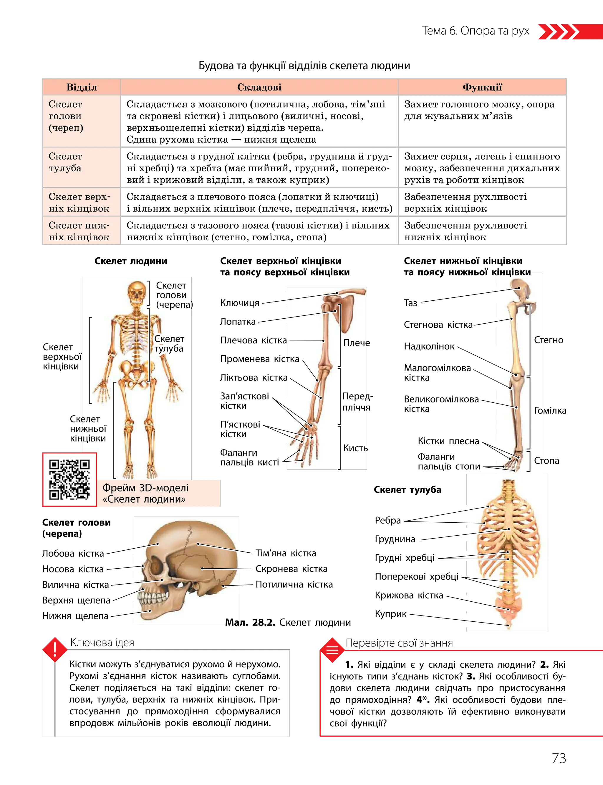 73
Тема 6. Опора та рух
1. Які відділи є у складі скелета людини? 2. Які
існують типи з’єднань кісток? 3. Які особливості бу­
дови скелета людини свідчать про пристосування
до прямоходіння? 4*. Які особливості будови пле­
чової кістки дозволяють їй ефективно виконувати
свої функції?
Перевірте свої знання
Кістки можуть з’єднуватися рухомо й нерухомо.
Рухомі з’єднання кісток називають суглобами.
Скелет поділяється на такі відділи: скелет го­
лови, тулуба, верхніх та нижніх кінцівок. При­
стосування до прямоходіння сформувалися
впродовж мільйонів років еволюції людини.
Ключова ідея
Будова та функції відділів скелета людини
Відділ Складові Функції
Скелет
голови
(череп)
Складається з мозкового (потилична, лобова, тім’яні
та скроневі кістки) і лицьового (виличні, носові,
верхньощелепні кістки) відділів черепа.
Єдина рухома кістка — нижня щелепа
Захист головного мозку, опора
для жувальних м’язів
Скелет
тулуба
Складається з грудної клітки (ребра, груднина й груд-
ні хребці) та хребта (має шийний, грудний, попереко-
вий і крижовий відділи, а також куприк)
Захист серця, легень і спинного
мозку, забезпечення дихальних
рухів та роботи кінцівок
Скелет верх-
ніх кінцівок
Складається з плечового пояса (лопатки й ключиці)
і вільних верхніх кінцівок (плече, передпліччя, кисть)
Забезпечення рухливості
верхніх кінцівок
Скелет ниж-
ніх кінцівок
Складається з тазового пояса (тазові кістки) і вільних
нижніх кінцівок (стегно, гомілка, стопа)
Забезпечення рухливості
нижніх кінцівок
Фрейм 3D- моделі
«Скелет людини»
Мал. 28.2. Скелет людини
Таз
Стегнова кістка
Надколінок
Малогомілкова
кістка
Великогомілкова
кістка
Скелет людини Скелет верхньої кінцівки
та поясу верхньої кінцівки
Скелет
верхньої
кінцівки
Скелет
нижньої
кінцівки
Скелет нижньої кінцівки
та поясу нижньої кінцівки
Скелет голови
(черепа)
Скелет
голови
(черепа)
Скелет тулуба
Скелет
тулуба
Тім’яна кістка
Скронева кістка
Потилична кістка
Лобова кістка
Носова кістка
Вилична кістка
Верхня щелепа
Нижня щелепа
Ребра
Груднина
Грудні хребці
Поперекові хребці
Крижова кістка
Куприк
Ключиця
Лопатка
Плечова кістка
Променева кістка
Ліктьова кістка
Зап’ясткові
кістки
П’ясткові
кістки
Фаланги
пальців кисті Стопа
Гомілка
Стегно
Плече
Перед­
пліччя
Кисть
Кістки плесна
Фаланги
пальців стопи
 