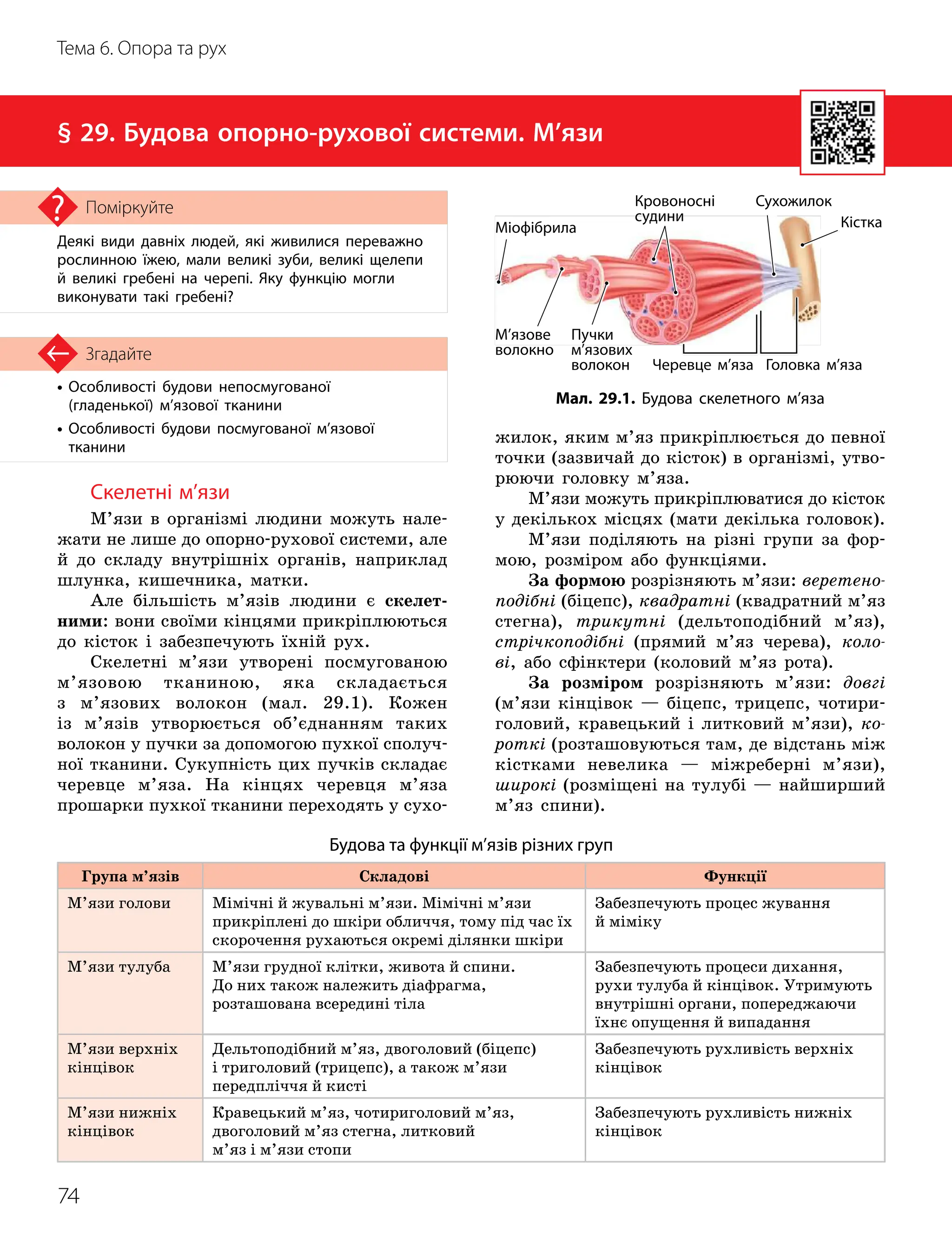 74
Тема 6. Опора та рух
•

Особливості будови непосмугованої
(гладенької) м’язової тканини
•

Особливості будови посмугованої м’язової
тканини
Згадайте
§ 29. Будова опорно-рухової системи. М’язи
Деякі види давніх людей, які живилися переважно
рослинною їжею, мали великі зуби, великі щелепи
й великі гребені на черепі. Яку функцію могли
виконувати такі гребені?
Поміркуйте
Будова та функції м’язів різних груп
Група м’язів Складові Функції
М’язи голови Мімічні й жувальні м’язи. Мімічні м’язи
прикріплені до шкіри обличчя, тому під час їх
скорочення рухаються окремі ділянки шкіри
Забезпечують процес жування
й міміку
М’язи тулуба М’язи грудної клітки, живота й спини.
До них також належить діафрагма,
розташована всередині тіла
Забезпечують процеси дихання,
рухи тулуба й кінцівок. Утримують
внутрішні органи, попереджаючи
їхнє опущення й випадання
М’язи верхніх
кінцівок
Дельтоподібний м’яз, двоголовий (біцепс)
і триголовий (трицепс), а також м’язи
передпліччя й кисті
Забезпечують рухливість верхніх
кінцівок
М’язи нижніх
кінцівок
Кравецький м’яз, чотириголовий м’яз,
двоголовий м’яз стегна, литковий
м’яз і м’язи стопи
Забезпечують рухливість нижніх
кінцівок
Скелетні м’язи
М’язи в організмі людини можуть нале-
жати не лише до опорно-рухової системи, але
й до складу внутрішніх органів, наприклад
шлунка, кишечника, матки.
Але більшість м’язів людини є скелет-
ними: вони своїми кінцями прикріплюються
до кісток і забезпечують їхній рух.
Скелетні м’язи утворені посмугованою
м’язовою тканиною, яка складається
з м’язових волокон (мал. 29.1). Кожен
із м’язів утворюється об’єднанням таких
волокон у пучки за допомогою пухкої сполуч-
ної тканини. Сукупність цих пучків складає
черевце м’яза. На кінцях черевця м’яза
прошарки пухкої тканини переходять у сухо-
жилок, яким м’яз прикріплюється до певної
точки (зазвичай до кісток) в організмі, утво-
рюючи головку м’яза.
М’язи можуть прикріплюватися до кісток
у декількох місцях (мати декілька головок).
М’язи поділяють на різні групи за фор-
мою, розміром або функціями.
За формою розрізняють м’язи: веретено-
подібні (біцепс), квадратні (квадратний м’яз
стегна), трикутні (дельтоподібний м’яз),
стрічкоподібні (прямий м’яз черева), коло-
ві, або сфінктери (коловий м’яз рота).
За розміром розрізняють м’язи: довгі
(м’язи кінцівок — біцепс, трицепс, чотири-
головий, кравецький і литковий м’язи), ко-
роткі (розташовуються там, де відстань між
кістками невелика — міжреберні м’язи),
широкі (розміщені на тулубі — найширший
м’яз спини).
Мал. 29.1. Будова скелетного м’яза
Кістка
Сухожилок
Черевце м’яза
Пучки
м’язових
волокон
М’язове
волокно
Головка м’яза
Кровоносні
судини
Міофібрила
 