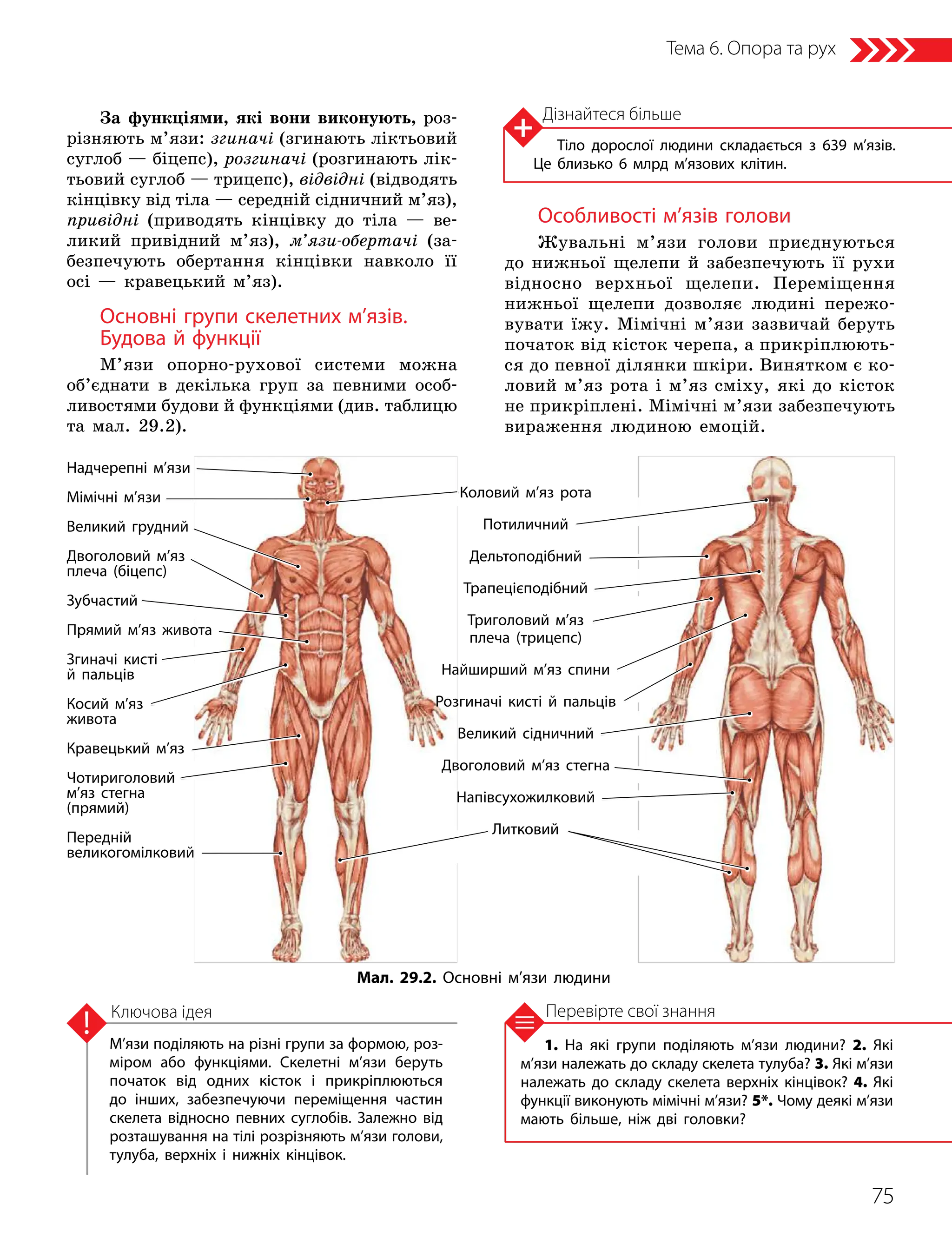 75
Тема 6. Опора та рух
1. На які групи поділяють м’язи людини? 2. Які
м’язи належать до складу скелета тулуба? 3. Які м’язи
належать до складу скелета верхніх кінцівок? 4. Які
функції виконують мімічні м’язи? 5*. Чому деякі м’язи
мають більше, ніж дві головки?
Перевірте свої знання
М’язи поділяють на різні групи за формою, роз­
міром або функціями. Скелетні м’язи беруть
початок від одних кісток і прикріплюються
до інших, забезпечуючи переміщення частин
скелета відносно певних суглобів. Залежно від
розташування на тілі розрізняють м’язи голови,
тулуба, верхніх і нижніх кінцівок.
Ключова ідея
Дізнайтеся більше
Тіло дорослої людини складається з 639 м’язів.
Це близько 6 млрд м’язових клітин.
Коловий м’яз рота
Потиличний
Дельтоподібний
Трапецієподібний
Триголовий м’яз
плеча (трицепс)
Найширший м’яз спини
Розгиначі кисті й пальців
Великий сідничний
Двоголовий м’яз стегна
Напівсухожилковий
Литковий
Надчерепні м’язи
Мімічні м’язи
Великий грудний
Двоголовий м’яз
плеча (біцепс)
Зубчастий
Прямий м’яз живота
Згиначі кисті
й пальців
Косий м’яз
живота
Кравецький м’яз
Чотириголовий
м’яз стегна
(прямий)
Передній
великогомілковий
Мал. 29.2. Основні м’язи людини
За функціями, які вони виконують, роз-
різняють м’язи: згиначі (згинають ліктьовий
суглоб — біцепс), розгиначі (розгинають лік-
тьовий суглоб — трицепс), відвідні (відводять
кінцівку від тіла — середній сідничний м’яз),
привідні (приводять кінцівку до тіла — ве-
ликий привідний м’яз), м’язи-обертачі (за-
безпечують обертання кінцівки навколо її
осі — кравецький м’яз).
Основні групи скелетних м’язів.
Будова й функції
М’язи опорно-рухової системи можна
об’єднати в декілька груп за певними особ­
ливостями будови й функціями (див. таблицю
та мал. 29.2).
Особливості м’язів голови
Жувальні м’язи голови приєднуються
до нижньої щелепи й забезпечують її рухи
відносно верхньої щелепи. Переміщення
нижньої щелепи дозволяє людині пережо-
вувати їжу. Мімічні м’язи зазвичай беруть
початок від кісток черепа, а прикріплюють-
ся до певної ділянки шкіри. Винятком є ко-
ловий м’яз рота і м’яз сміху, які до кісток
не прикріплені. Мімічні м’язи забезпечують
вираження людиною емоцій.
 