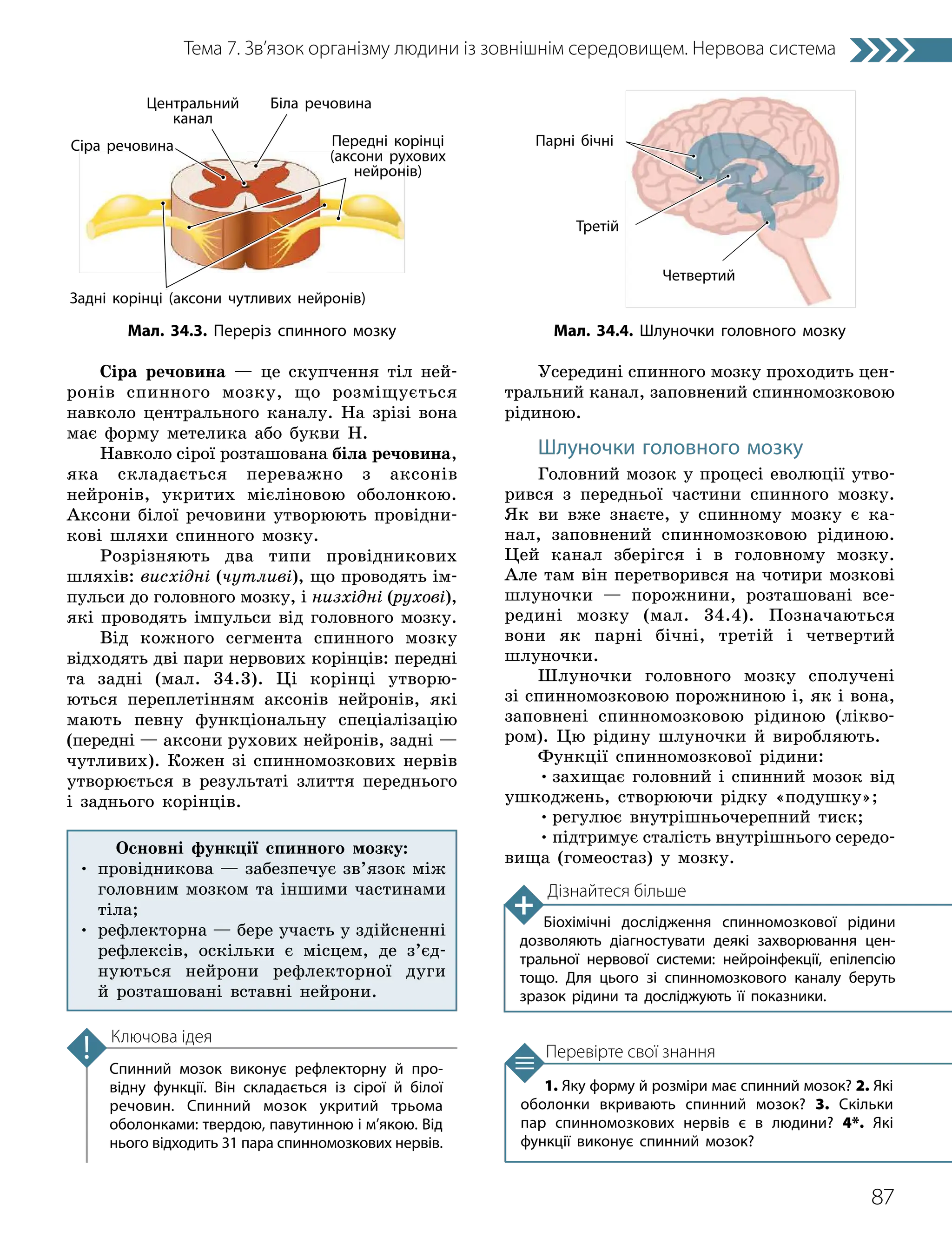 87
Тема 7. Зв’язок організму людини із зовнішнім середовищем. Нервова система
1. Яку форму й розміри має спинний мозок? 2. Які
оболонки вкривають спинний мозок? 3. Скільки
пар спинномозкових нервів є в людини? 4*. Які
функції виконує спинний мозок?
Перевірте свої знання
Спинний мозок виконує рефлекторну й про­
відну функції. Він складається із сірої й білої
речовин. Cпинний мозок укритий трьома
оболонками: твердою, павутинною і м’якою. Від
нього відходить 31 пара спинномозкових нервів.
Ключова ідея
Сіра речовина — це скупчення тіл ней­
ронів спинного мозку, що розміщується
навколо центрального каналу. На зрізі вона
має форму метелика або букви Н.
Навколо сірої розташована біла речовина,
яка складається переважно з аксонів
ней­
ронів, укритих мієліновою оболонкою.
Аксони білої речовини утворюють провідни-
кові шляхи спинного мозку.
Розрізняють два типи провідникових
шляхів: висхідні (чутливі), що проводять ім-
пульси до головного мозку, і низхідні (рухові),
які проводять імпульси від головного мозку.
Від кожного сегмента спинного мозку
відходять дві пари нервових корінців: передні
та задні (мал. 34.3). Ці корінці утворю-
ються переплетінням аксонів нейронів, які
мають певну функціональну спеціалізацію
(передні — аксони рухових нейронів, задні —
чутливих). Кожен зі спинномозкових нервів
утворюється в результаті злиття переднього
і заднього корінців.
Усередині спинного мозку проходить цен-
тральний канал, заповнений спинномозковою
рідиною.
Шлуночки головного мозку
Головний мозок у процесі еволюції утво-
рився з передньої частини спинного мозку.
Як ви вже знаєте, у спинному мозку є ка-
нал, заповнений спинномозковою рідиною.
Цей канал зберігся і в головному мозку.
Але там він перетворився на чотири мозкові
шлуночки — порожнини, розташовані все-
редині мозку (мал. 34.4). Позначаються
вони як парні бічні, третій і четвертий
шлуночки.
Шлуночки головного мозку сполучені
зі спинномозковою порожниною і, як і вона,
заповнені спинномозковою рідиною (лікво-
ром). Цю рідину шлуночки й виробляють.
Функції спинномозкової рідини:
•захищає головний і спинний мозок від
ушкоджень, створюючи рідку «подушку»;
•регулює внутрішньочерепний тиск;
•підтримує сталість внутрішнього середо­
вища (гомеостаз) у мозку.
Мал. 34.3. Переріз спинного мозку
Сіра речовина
Біла речовина
Центральний
канал
Задні корінці (аксони чутливих нейронів)
Передні корінці
(аксони рухових
нейронів)
Мал. 34.4. Шлуночки головного мозку
Парні бічні
Третій
Четвертий
Дізнайтеся більше
Біохімічні дослідження спинномозкової рідини
дозволяють діагностувати деякі захворювання цен­
тральної нервової системи: нейроінфекції, епілепсію
тощо. Для цього зі спинномозкового каналу беруть
зразок рідини та досліджують її показники.
Основні функції спинного мозку:
• 
провідникова — забезпечує зв’язок між
головним мозком та іншими частинами
тіла;
• 
рефлекторна — бере участь у здійсненні
рефлексів, оскільки є місцем, де з’єд­
нуються нейрони рефлекторної дуги
й розташовані вставні нейрони.
 