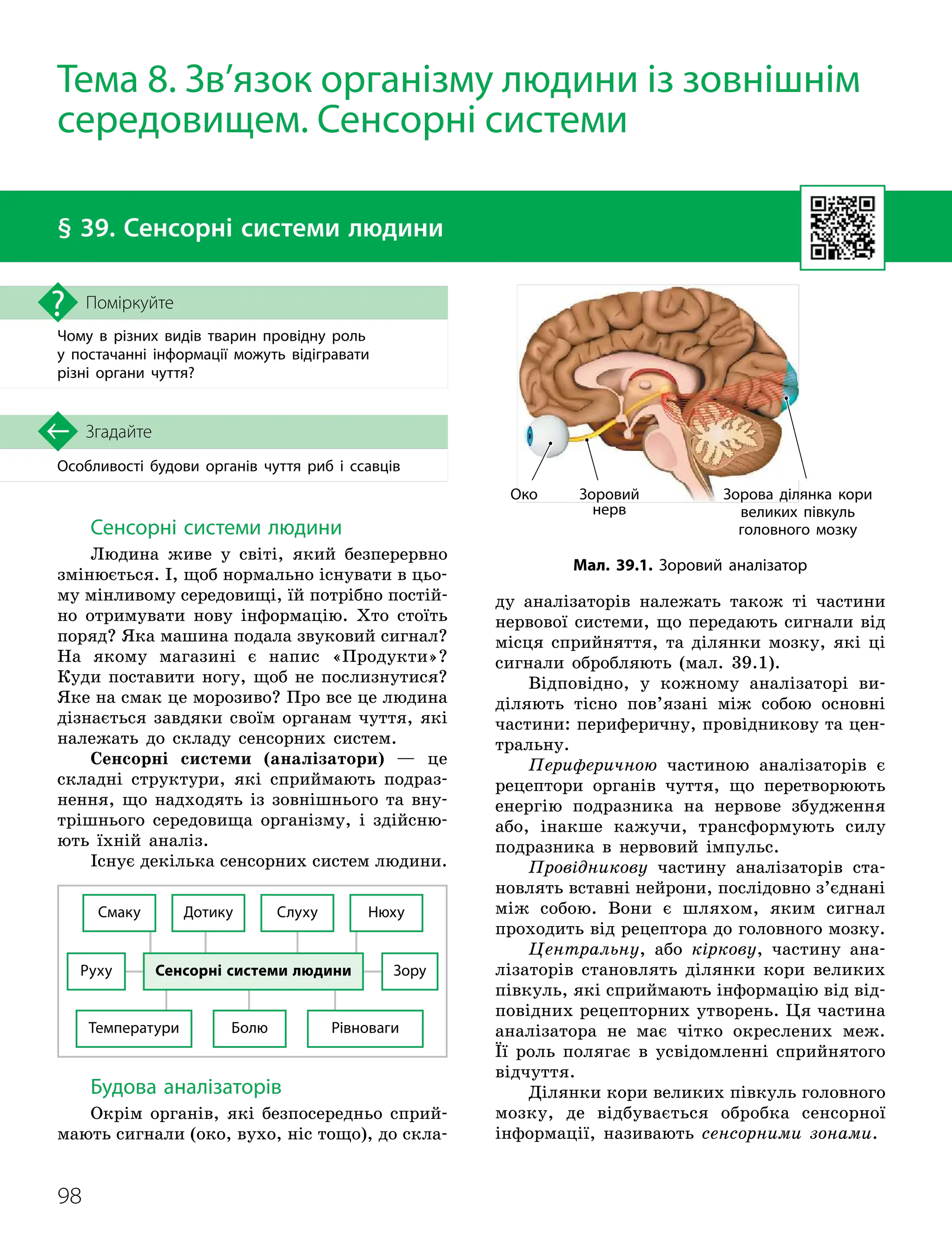 98
Особливості будови органів чуття риб і ссавців
Згадайте
§ 39. Сенсорні системи людини
Чому в різних видів тварин провідну роль
у постачанні інформації можуть відігравати
різні органи чуття?
Поміркуйте
Сенсорні системи людини
Людина живе у світі, який безперервно
змінюється. І, щоб нормально існувати в цьо-
му мінливому середовищі, їй потрібно постій-
но отримувати нову інформацію. Хто стоїть
поряд? Яка машина подала звуковий сигнал?
На якому магазині є напис «Продукти»?
Куди поставити ногу, щоб не послизнутися?
Яке на смак це морозиво? Про все це людина
дізнається завдяки своїм органам чуття, які
належать до складу сенсорних систем.
Сенсорні системи (аналізатори) — це
складні структури, які сприймають подраз-
нення, що надходять із зовнішнього та вну-
трішнього середовища організму, і здійсню-
ють їхній аналіз.
Існує декілька сенсорних систем людини.
Сенсорні системи людини
Температури Рівноваги
Смаку
Зору
Руху
Нюху
Слуху
Болю
Дотику
Будова аналізаторів
Окрім органів, які безпосередньо сприй-
мають сигнали (око, вухо, ніс тощо), до скла-
ду аналізаторів належать також ті частини
нервової системи, що передають сигнали від
місця сприйняття, та ділянки мозку, які ці
сигнали обробляють (мал. 39.1).
Відповідно, у кожному аналізаторі ви-
діляють тісно пов’язані між собою основні
частини: периферичну, провідникову та цен-
тральну.
Периферичною частиною аналізаторів є
рецептори органів чуття, що перетворюють
енергію подразника на нервове збудження
або, інакше кажучи, трансформують силу
подразника в нервовий імпульс.
Провідникову частину аналізаторів ста-
новлять вставні нейрони, послідовно з’єднані
між собою. Вони є шляхом, яким сигнал
проходить від рецептора до головного мозку.
Центральну, або кіркову, частину ана-
лізаторів становлять ділянки кори великих
півкуль, які сприймають інформацію від від-
повідних рецепторних утворень. Ця частина
аналізатора не має чітко окреслених меж.
Її роль полягає в усвідомленні сприйнятого
відчуття.
Ділянки кори великих півкуль головного
мозку, де відбувається обробка сенсорної
інформації, називають сенсорними зонами.
Тема 8. Зв’язок організму людини із зовнішнім
середовищем. Сенсорні системи
Мал. 39.1. Зоровий аналізатор
Зоровий
нерв
Око Зорова ділянка кори
великих півкуль
головного мозку
 