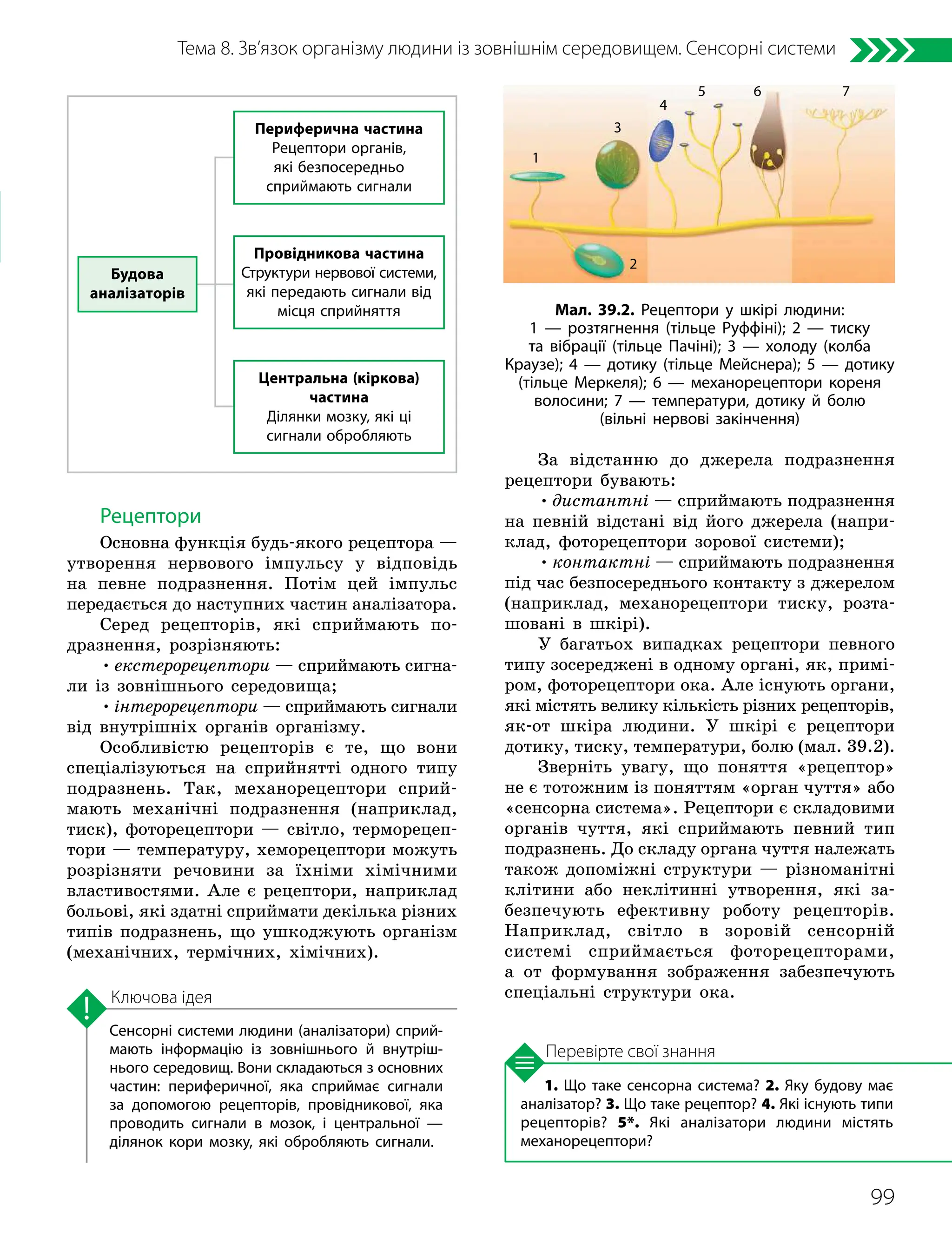99
Тема 8. Зв’язок організму людини із зовнішнім середовищем. Сенсорні системи
1. Що таке сенсорна система? 2. Яку будову має
аналізатор? 3. Що таке рецептор? 4. Які існують типи
рецепторів? 5*. Які аналізатори людини містять
механорецептори?
Перевірте свої знання
Сенсорні системи людини (аналізатори) сприй­
мають інформацію із зовнішнього й внутріш­
нього середовищ. Вони складаються з основних
частин: периферичної, яка сприймає сигнали
за допомогою рецепторів, провідникової, яка
проводить сигнали в мозок, і центральної —
ділянок кори мозку, які обробляють сигнали.
Ключова ідея
Рецептори
Основна функція будь-якого рецептора —
утворення нервового імпульсу у відповідь
на певне подразнення. Потім цей імпульс
передається до наступних частин аналізатора.
Серед рецепторів, які сприймають по-
дразнення, розрізняють:
•екстерорецептори — сприймають сигна-
ли із зовнішнього середовища;
•інтерорецептори — сприймають сигнали
від внутрішніх органів організму.
Особливістю рецепторів є те, що вони
спеціалізуються на сприйнятті одного типу
подразнень. Так, механорецептори сприй-
мають механічні подразнення (наприклад,
тиск), фоторецептори — світло, терморецеп-
тори — температуру, хеморецептори можуть
розрізняти речовини за їхніми хімічними
властивостями. Але є рецептори, наприклад
больові, які здатні сприймати декілька різних
типів подразнень, що ушкоджують організм
(механічних, термічних, хімічних).
За відстанню до джерела подразнення
рецептори бувають:
•дистантні — сприймають подразнення
на певній відстані від його джерела (напри-
клад, фоторецептори зорової системи);
•контактні — сприймають подразнення
під час безпосереднього контакту з джерелом
(наприклад, механорецептори тиску, розта-
шовані в шкірі).
У багатьох випадках рецептори певного
типу зосереджені в одному органі, як, примі-
ром, фоторецептори ока. Але існують органи,
які містять велику кількість різних рецепторів,
як-от шкіра людини. У шкірі є рецептори
дотику, тиску, температури, болю (мал. 39.2).
Зверніть увагу, що поняття «рецептор»
не є тотожним із поняттям «орган чуття» або
«сенсорна система». Рецептори є складовими
органів чуття, які сприймають певний тип
подразнень. До складу органа чуття належать
також допоміжні структури — різноманітні
клітини або неклітинні утворення, які за-
безпечують ефективну роботу рецепторів.
Наприклад, світло в зоровій сенсорній
системі сприймається фоторецепторами,
а от формування зображення забезпечують
спеціальні структури ока.
Мал. 39.2. Рецептори у шкірі людини:
1 — розтягнення (тільце Руффіні); 2 — тиску
та вібрації (тільце Пачіні); 3 — холоду (колба
Краузе); 4 — дотику (тільце Мейснера); 5 — дотику
(тільце Меркеля); 6 — механорецептори кореня
волосини; 7 — температури, дотику й болю
(вільні нервові закінчення)
1
2
3
4
5 6 7
Будова
аналізаторів
Периферична частина
Рецептори органів,
які безпосередньо
сприймають сигнали
Провідникова частина
Структури нервової системи,
які передають сигнали від
місця сприйняття
Центральна (кіркова)
частина
Ділянки мозку, які ці
сигнали обробляють
 