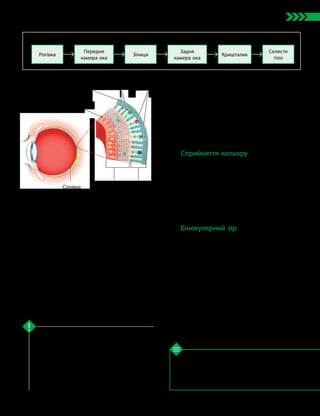 103
Тема 8. Зв’язок організму людини із зовнішнім середовищем. Сенсорні системи
1. Як відбувається акомодація ока? 2. Які пігменти
містять палички та колбочки? 3. Як око сприймає
кольорове зображення? 4*. Чому палички сітківки
можуть працювати за набагато слабшого освітлення,
ніж колбочки?
Перевірте свої знання
Кришталик забезпечує фокусування зображення
на сітківці. Сітківка — це оболонка ока, яка
сприймає світлові подразнення за допомогою
фоторецепторів. У сітківці є два типи фото­
рецепторів — колбочки й палички. Палички
сприймають увесь спектр видимого світла, але
не сприймають кольори. Також вони забезпе­
чують сутінковий зір. Колбочки відповідають
за сприйняття кольору.
Ключова ідея
У паличках є зоровий пігмент родопсин.
Вони сприймають значну частину спектра ви-
димого світла й добре працюють в умовах
сутінкового освітлення. Проте палички не
розрізняють кольорів.
Колбочки містять зоровий пігмент фото-
псин і забезпечують розпізнавання кольорів.
Однак працювати вони можуть лише за умов
досить яскравого освітлення.
Більшість колбочок розташовані в центрі
сітківки — у жовтій плямі, вона є зоною
найкращого денного бачення.
Сліпа пляма має вигляд білуватої круглої
цятки й позбавлена світлочутливих елемен-
тів, тому світлові промені тут не сприйма-
ються.
У разі потрапляння світла на фоторецеп-
тори в них виникають складні процеси, які
зумовлюють нервове збудження — сигнал.
Він за допомогою спеціалізованих нейронів
надходить зоровим нервом до таламусу, по-
тім спрямовується в кору потиличних часток
мозку, де збирається зображення у вигляді
зорового образу.
Сприйняття кольору
Ви вже знаєте, що колбочки — це рецеп-
тори денного зору, здатні сприймати різні
кольори. Колірний зір забезпечується трьома
типами колбочок. Рецептори першого типу
збуджуються червоною частиною спектра
світла, другого — зеленою, а третього —
синьою (мал. 41.3). Сприйняття всіх інших
кольорів виникає внаслідок поєднання сиг-
налів від збудження різних типів колбочок.
Бінокулярний зір
Наявність двох очей дозволяє людині ба-
чити предмети об’ємними, а не пласкими.
Це відбувається завдяки тому, що кожне
око отримує відбиті від предметів промені
під дещо іншим кутом зору. На основі цього
мозок «зливає» дві картинки від різних очей
в одну, формуючи об’ємне зображення.
Такий тип зору називають бінокулярним.
Бінокулярний зір є важливим для хижа-
ків, бо дозволяє краще визначати відстань
до здобичі. У предків людини (і всіх інших
приматів) бінокулярний зір сформувався
через потребу максимально точно визначати
дистанцію між гілками для стрибків під час
життя на деревах.
Рогівка
Передня
камера ока
Зіниця Кришталик
Задня
камера ока
Склисте
тіло
Оптичний апарат ока
Мал. 41.3. Будова сітківки
Сітківка Фоторецеп­
торний шар
Нервові
клітини
Палички Колбочки
Епітелій
Волокна
зорового нерва
 