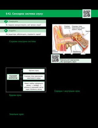 104
Тема 8. Зв’язок організму людини із зовнішнім середовищем. Сенсорні системи

Які рецептори забезпечують сприйняття звуків?
Згадайте
§42. Сенсорна система слуху
Як тварини використовують свої органи слуху?
Поміркуйте
Слухова сенсорна система
Слух — це вид чутливості, що забезпечує
сприйняття організмом звукових коливань.
Слухова сенсорна система є другою за важли-
вістю системою органів чуття людини після
зорової.
До складу слухового аналізатора належать
органи слуху, слухова гілка присінково-завит
­
кового нерва й ділянка кори, яка обробляє
сигнали слухових рецепторів. Ця ділянка
(кірковий центр) розташована в скроневій
частці кори великих півкуль головного мозку.
Слуховий
аналізатор
Органи слуху
Слухова гілка присінково-
завиткового нерва
Нижні горбки середнього
мозку → таламус →
ділянка у скроневій частці
кори головного мозку
Будова вуха
Орган слуху частково розміщений у тов-
щі скроневої кістки черепа. Він складаєть-
ся з трьох основних відділів: зовнішнього,
середнього та внутрішнього вуха (мал. 42.1).
Функція зовнішнього й середнього вуха —
проведення й підсилення звуків, а внутрішнє
вухо містить звукосприймальний апарат.
Зовнішнє вухо
Зовнішнє вухо утворене вушною ра-
ковиною і зовнішнім слуховим проходом
(мал. 42.1). Вушна раковина вловлює та спря-
мовує звукові хвилі в слуховий хід. У пред-
ків людини вона була досить рухливою, але
в сучасної людини ця структура є нерухомою.
Зовнішній слуховий хід — це трубка, яка
проводить звуки до барабанної перетинки.
У його стінках є сальні та видозмінені по-
тові залози, що виділяють вушну сірку, яка
зволожує слуховий хід і захищає його від
мікроорганізмів, які потрапляють туди ззовні.
Середнє і внутрішнє вухо
Середнє вухо розміщене між зовніш-
нім слуховим ходом і внутрішнім вухом
(мал. 42.1). Більшу його частину займає ба-
рабанна порожнина, яка з одного боку від-
окремлена від слухового проходу барабанною
перетинкою, а з іншого — через євстахієву
(слухову) трубу сполучається з носоглоткою.
У барабанній порожнині розташовані
три слухові кісточки, сполучені між собою:
молоточок, коваделко, стремінце. Барабанна
перетинка сприймає звукові коливання й пе-
редає їх на слухові кісточки, які зменшують
амплітуду коливань, але збільшують їх силу.
Навчальний відеоролик
«Як проходить звук»
Мал. 42.1. Будова вуха людини
Зовнішнє
вухо
Серед-
нє вухо
Внутрішнє
вухо
Вушна
раковина
Слуховий
прохід
Барабанна
перетинка
Євстахієва
(слухова) труба
Барабанна
порожнина
Слухові
кісточки
Завитка
Слухова гілка
присінково-завит
­
кового нерва
 