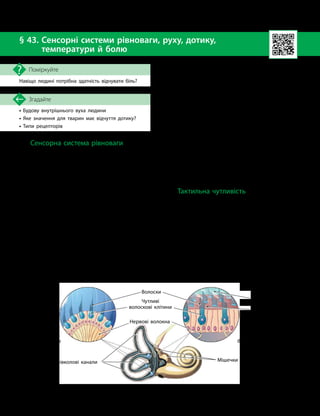 106
Тема 8. Зв’язок організму людини із зовнішнім середовищем. Сенсорні системи
•

Будову внутрішнього вуха людини
•

Яке значення для тварин має відчуття дотику?
•

Типи рецепторів
Згадайте
§ 43. 
Сенсорні системи рівноваги, руху, дотику,
температури й болю
Навіщо людині потрібна здатність відчувати біль?
Поміркуйте
Сенсорна система рівноваги
В організмі людини внутрішнє вухо ви-
конує подвійну функцію: сприйняття звуків
та положення тіла в просторі.
Сигнали, потрібні для збереження рівно-
ваги, забезпечуються вестибулярним апара-
том, який складається з трьох півколових
каналів та двох мішечків (мал. 43.1). Канали
й мішечки сполучені між собою.
Три півколові канали розміщені в площи-
нах, що відповідають трьом вимірам простору
(висота, довжина й ширина). Канали заповне-
ні рідиною, а на їхніх кінцях є розширення —
ампули, де розташовані вестибулярні рецепто-
ри — чутливі волоскові клітини (мал. 43.1а).
Унаслідок зміни положення голови чи тулуба
рідина всередині каналів зміщується, перестає
тиснути на одні рецептори, а починає тиснути
на інші. Рецептори збуджуються й посилають
сигнали до головного мозку. Рецептори трьох
каналів сприймають обертальні рухи й дають
точну інформацію про прискорення або галь-
мування тіла під час руху.
У мішечках на внутрішній поверхні та-
кож розміщені чутливі волоскові клітини.
Їхні волоски занурені в желеподібну мембра-
ну, на поверхні якої «плавають» кришталики
кальцій карбонату — отоліти (мал. 43.1б).
У разі нахилів голови мембрана з отоліта-
ми зміщується, що призводить до загинання
волосків чутливих клітин. При цьому в клі-
тинах виникає збудження, яке передається
в головний мозок. Рецептори мішечків за
нахилом голови сприймають вертикальне
й горизонтальне переміщення тіла.
Для відновлення порушеного положення
тіла мозок подає сигнали до скелетних м’язів.
Тактильна чутливість
Тактильна чутливість разом із зором
і слухом формує в людини цілісне сприйняття
навколишнього світу. У випадку втрати зору
чи слуху людина за допомогою тактильного
(соматосенсорного) аналізатора та технічних
пристосувань може «чути» й «читати».
Тактильна чутливість людини зумовлена
функціонуванням механорецепторів шкіри,
які сприймають механічні впливи у вигляді
дотику або тиску.
Розгляньмо, як працює дотикова сис-
тема. Механічна дія на шкіру спричиняє
Мал. 43.1. Будова органа рівноваги
Три півколові канали Мішечки
Чутливі
волоскові клітини
Волоски
Желеподібна
мембрана
Отоліти
Нервові волокна
а б
 