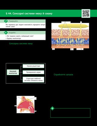 108
Тема 8. Зв’язок організму людини із зовнішнім середовищем. Сенсорні системи
•

Які тварини мають найкращий нюх?
•

Будову аналізатора
Згадайте
§ 44. Сенсорні системи нюху й смаку
Які переваги дає людині можливість відчувати непри­
ємний смак?
Поміркуйте
Сенсорна система нюху
Сенсорна система нюху є дуже давнім ор-
ганом чуття — одним із найперших, який
виник у хребетних тварин.
До складу нюхового аналізатора нале-
жать нюхові рецептори носової порожнини,
провідникові нерви та структури лімбічної
системи головного мозку, які обробляють
сигнали нюхових рецепторів.
Нюховий
аналізатор
Нюхові рецептори
Провідникові нерви
Структури лімбічної
системи головного мозку
Нюхові рецептори розташовані всередині
носової порожнини, а саме в ділянці верхньо-
го носового ходу й задньої верхньої частини
носової перетинки (мал. 44.1).
Рецептори є клітинами, які утворюють
нюховий епітелій (мал. 44.2). Площа ділянки,
яку займають нюхові рецептори в носовій
порожнині людини, становить від 250 до
500 мм2
. Загальна кількість цих рецепторів
може сягати 10 мільйонів.
Сприйняття запахів
Гострота нюху характеризується поро-
гом відчуття, тобто мінімальною кількістю
пахучих речовин, які здатні викликати від-
чуття запаху. Сприйняття однієї й тієї самої
пахучої речовини варіює в різних людей. Ба
більше, гострота нюху в однієї людини може
змінюватися залежно від багатьох умов, зо-
крема вологи, температури, атмосферного
тиску тощо.
Зміна гостроти нюху часто пов’язана
з адаптацією. Люди, які працюють із речови-
нами, що мають неприємний запах, швидко
звикають до нього й перестають відчувати.
Дізнайтеся більше
У разі повної адаптації людини до одного запаху,
тобто втрати здатності його відчувати, гострота
нюху щодо інших запахів може залишатися незмін­
ною.
Мал. 44.1. Розташування нюхових рецепторів
у носовій порожнині
Волокна нюхо­
вих рецепторів
Носова
порожнина
Ротова
порожнина
Нюхова
цибулина
Мал. 44.2. Нюхові рецептори в носовій порожнині
Нюхова цибулина
Аксони рецепторних нейронів
Підтримуючі клітини
(опорні клітини епітелію)
Війки Нюхові рецепторні
нейрони
 
