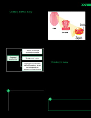 109
Тема 8. Зв’язок організму людини із зовнішнім середовищем. Сенсорні системи
1. Схарактеризуйте будову сенсорних систем
нюху і смаку. 2. Як відбувається сприйняття запаху?
3. Які фактори можуть упливати на сприйняття
запахів людиною? 4*. У різних людей гострота нюху
є різною. Від чого це може залежати?
Перевірте свої знання
Рецептори нюхової сенсорної системи роз­
ташовані в носовій порожнині, а рецептори
смакової сенсорної системи — у ротовій
порожнині. І нюхові, і смакові рецептори
виробляють сигнали для нервової системи
в разі потрапляння на них певних молекул.
Для нюхових рецепторів — це молекули летких
речовин, які потрапляють в організм із по­
вітрям, а для смакових — розчинені у воді
речовини, які потрапили в ротову порожнину.
Ключова ідея
Сенсорна система смаку
Сенсорна система смаку є дуже важли-
вою для визначення якості й безпечності їжі,
а також розпізнавання інших речовин, які
можуть потрапити в організм через рот. Так,
уважають, що відчуття гіркого смаку свого
часу виникло для ідентифікації токсичних
речовин (багато з них мають саме гіркий
смак). А солодкий смак дозволив тваринам
визначати продукти з високою енергетичною
ефективністю (часто солодкими є продукти,
багаті на вуглеводи).
До складу смакового аналізатора нале-
жать смакові рецептори ротової порожнини,
провідникові нерви (язикоглотковий і лице-
вий) та ділянка кори головного мозку (нижня
частина лобної звивини), яка обробляє сиг-
нали смакових рецепторів.
Смаковий
аналізатор
Смакові рецептори
ротової порожнини
Провідникові нерви
Структури кори великих
півкуль головного мозку
(острівкова частка
та нижня лобова звивина)
У людини немає окремих смакових нервів,
а інформація від рецепторів передається
різними черепномозковими нервами. За допо­
могою смакового аналізатора відбувається
розпізнавання смаку їжі після того, як вона
потрапить на слизову оболонку ротової по-
рожнини.
На виростах слизової оболонки язика
(сосочках) містяться особливі утворення —
смакові цибулини, що сприймають смакові
подразнення. Вони мають вигляд пляшки,
яка відкривається назовні невеликим отво-
ром — смаковою порою (мал. 44.3).
Сприйняття смаку
Подразниками смакових рецепторів є ре-
човини у водних розчинах. Якщо речовина
нерозчинна у воді, то вона не має смаку. Не
має смаку також дистильована вода. Тради-
ційно виділяють чотири види смакових від-
чуттів: кисле, солоне, гірке й солодке. Також
запропоновано виокремити ще одне смакове
відчуття — м’ясне (умамі).
Поверхня язика неоднаково чутлива до
різних видів смакових подразників. Те, що
ми відчуваємо різні смаки їжі, є результатом
взаємодії багатьох відчуттів. Це пояснюєть-
ся тим, що, крім смакових цибулин, на по-
верхні язика є й інші чутливі закінчення,
які сприймають температурні, тактильні та
больові подразнення.
Мал. 44.3. Смакові рецептори
в ротовій порожнині
Язик
Сосочок
Смакова
цибулина
Смакові
волоски
 