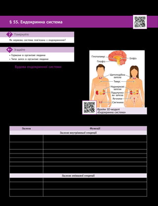 134
Тема 10. Регуляція функцій організму
• Гормони в організмі людини
• Типи залоз в організмі людини
Згадайте
§ 55. Ендокринна система
Як нервова система пов’язана з ендокринною?
Поміркуйте
Будова ендокринної системи
Ендокринна система — це сукупність
органів, частин органів та окремих клітин,
які секретують (виділяють) у кров і лімфу гор-
мони (див. мал. 55.1 та таблицю). Разом із нер-
вовою ендокринна система регулює й координує
важливі функції організму: ріст, розмноження,
обмін речовин, процеси адаптації.
В ендокринній системі розрізняють цен-
тральний і периферичний відділи, які вза-
ємодіють між собою й утворюють одне ціле.
Органи центрального відділу тісно
пов’язані з органами центральної нервової
системи й координують діяльність усіх інших
ланок ендокринної системи. Це гіпофіз і гіпо
­
таламус.
Органи периферичного відділу активно
впливають на організм, посилюють або
послаблюють обмінні процеси. Це — щито-
подібна залоза, прищитоподібні, надниркові
залози тощо.
Залози ендокринної системи
Залоза Функції
Залози внутрішньої секреції
Гіпофіз Головна залоза внутрішньої секреції: регулює роботу інших ендокринних
залоз та низку процесів обміну речовин
Гіпоталамус Забезпечує узгодження роботи нервової та ендокринної систем. Контролює
роботу залоз ендокринної системи й регулює роботу гіпофіза
Епіфіз Виробляє гормон мелатонін, бере участь у регуляції біологічних ритмів
Щитоподібна залоза Прискорює (активує) обмін речовин в організмі
Тимус Місце розмноження лімфоцитів, виробляє гормони, які регулюють ці процеси
Надниркові залози Регулюють обмін речовин, адаптують організм до стресу
Прищитоподібні залози Регулюють рівень Кальцію в організмі. Розташовані на задній поверхні
щитоподібної залози
Залози змішаної секреції
Підшлункова залоза Регулює рівень глюкози в крові
Яєчники Регулюють розвиток жіночих статевих ознак і процеси, пов’язані з функціями
розмноження в жінки
Сім’яники Регулюють розвиток чоловічих статевих ознак і процеси, пов’язані з функціями
розмноження в чоловіків
Фрейм 3D-
моделі
«Ендокринна система»
Мал. 55.1. Ендокринні залози в організмі людини
Гіпоталамус
Гіпофіз
Епіфіз
Щитоподібна
залоза
Підшлунко­
ва залоза
Яєчники
Тимус
Надниркові
залози
Сім’яники
 