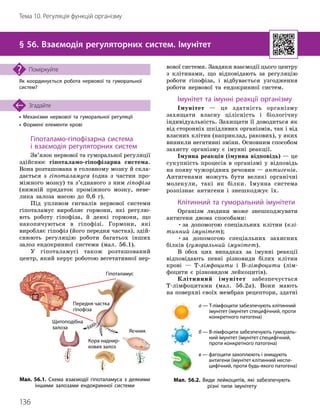 136
Тема 10. Регуляція функцій організму
• Механізми нервової та гуморальної регуляції
• Формені елементи крові
Згадайте
§ 56. Взаємодія регуляторних систем. Імунітет
Як координується робота нервової та гуморальної
систем?
Поміркуйте
Гіпоталамо
-
гіпофізарна система
і взаємодія регуляторних систем
Зв’язок нервової та гуморальної регуляції
здійснює гіпоталамо-гіпофізарна система.
Вона розташована в головному мозку й скла-
дається з гіпоталамуса (одна з частин про-
міжного мозку) та з’єднаного з ним гіпофіза
(нижній придаток проміжного мозку, неве-
лика залоза масою до 0,6 г).
Під упливом сигналів нервової системи
гіпоталамус виробляє гормони, які регулю-
ють роботу гіпофіза, й деякі гормони, що
накопичуються в гіпофізі. Гормони, які
вироб
­
ляє гіпофіз (його передня частка), здій-
снюють регуляцію роботи багатьох інших
залоз ендокринної системи (мал. 56.1).
У гіпоталамусі також розташований
центр, який керує роботою вегетативної нер-
вової системи. Завдяки взаємодії цього центру
з клітинами, що відповідають за регуляцію
роботи гіпофіза, і відбувається узгодження
роботи нервової та ендокринної систем.
Імунітет та імунні реакції організму
Імунітет — це здатність організму
захищати власну цілісність і біологічну
індивідуальність. Захищати її доводиться як
від сторонніх шкідливих організмів, так і від
власних клітин (наприклад, ракових), у яких
виникли негативні зміни. Основним способом
захисту організму є імунні реакції.
Імунна реакція (імунна відповідь) — це
сукупність процесів в організмі у відповідь
на появу чужорідних речовин — антигенів.
Антигенами можуть бути великі органічні
молекули, такі як білки. Імунна система
розпізнає антигени і знешкоджує їх.
Клітинний та гуморальний імунітети
Організм людини може знешкоджувати
антигени двома способами:
•за допомогою спеціальних клітин (клі-
тинний імунітет);
•за допомогою спеціальних захисних
білків (гуморальний імунітет).
В обох цих випадках за імунні реакції
відповідають певні різновиди білих клітин
крові — Т-лімфоцити і В-лімфоцити (лім-
фоцити є різновидом лейкоцитів).
Клітинний імунітет забезпечується
Т-лімфоцитами (мал. 56.2а). Вони мають
на поверхні своїх мембран рецептори, здатні
Гіпоталамус
Передня частка
гіпофіза
Щитоподібна
залоза
Яєчник
Кора наднир­
ко
­
вих залоз
Мал. 56.2. Види лейкоцитів, які забезпечують
різні типи імунітету
а —

Т
-
лімфоцити забезпечують клітинний
імунітет (імунітет специфічний, проти
конкретного патогена)
б —

В
-
лімфоцити забезпечують гумораль­
ний імунітет (імунітет специфічний,
проти конкретного патогена)
в —

фагоцити захоплюють і знищують
антигени (імунітет клітинний неспе­
цифічний, проти будь
-
якого патогена)
Мал. 56.1. Схема взаємодії гіпоталамуса з деякими
іншими залозами ендокринної системи
 