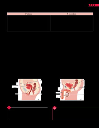 147
Тема 11. Розмноження та індивідуальний розвиток людини
1. Що таке стать? 2. На які групи поділяють стате­
ві ознаки? 3. Які внутрішні статеві органи чоловіків?
4. Які внутрішні статеві органи жінок? 5. Які ознаки
чоловіків є вторинними статевими ознаками? 6. Які
ознаки жінок є вторинними статевими ознаками?
Перевірте свої знання
Люди різної статі відрізняються за первин­
ними і вторинними статевими ознаками. До
первинних статевих ознак належать внутрішні
й зов­
нішні статеві органи, які забезпечують про­
цес розмноження й утворення статевих клітин.
Ключова ідея
бувається розвиток зародка. Через піхву
вводяться сперматозоїди та виходить плід під
час пологів.
Внутрішні статеві органи чоловіків —
це яєчка з придатками, статеві канали
(сім’явивідна й придаткові протоки), додат-
кові статеві залози (сім’яні міхурці, перед-
міхурова залоза, залози цибулини сечівника),
сечівник (мал. 60.1б).
У яєчках відбувається утворення чоло-
вічих статевих клітин — сперматозоїдів.
Також там виробляється чоловічий статевий
гормон тестостерон. Інші органи забезпечу-
ють утворення рідкого компоненту сім’яної
рідини (сперми) та її виведення з організму.
Зовнішні статеві органи
Зовнішні жіночі статеві органи — це
великі й малі соромітні губи та клітор.
Великі соромітні губи — парні складки
шкіри, які розміщені паралельно одна одній
і обмежують із боків соромітну щілину. Малі
соромітні губи — парні тонкі складки шкіри,
розміщені всередині великих соромітних губ,
паралельно їм, але тонші й коротші.
Клітор — невелике пальцеподібне ви-
пинання, яке розміщується між передньою
спайкою губ та зовнішнім отвором жіночого се-
чівника і складається з головки, тіла та ніжки.
Зовнішні чоловічі статеві органи — це
статевий член (пеніс) і мошонка.
Статевий член (пеніс) призначений для
виведення сечі та сім’яної рідини (сперми).
У цьому органі розрізняють головку, на якій
розташоване зовнішнє вічко сечівника, ко-
рінь (місце фіксації члена до кісток таза) та
тіло (частина органа, яка лежить між коре-
нем і головкою).
Мошонка — шкірний мішечкоподібний
утвір, у якому розміщені яєчка з придатка-
ми та початкові відділи сім’яних канатиків.
Сім'явивідна
протока
Придаток
яєчка
Яєчка
(сім'яники)
Передміху­
рова залоза
(простата)
Пеніс
Сечівник
Сім'яний
міхурець
Маткова
(фаллопієва)
труба
Яєчник
Матка
Піхва
Великі
соромітні
губи
Малі соро­
мітні губи
Деякі вторинні статеві ознаки людини
У жінок У чоловіків
• Розвинені молочні залози
• Менша кількість волосся на тілі
• Відсутність заросту обличчя
• Волосся на лобку
• 
Тонша талія, коротший і ширший таз, широкі
стегна
• 
Жирова тканина накопичується переважно
навколо стегон
• Нерозвинені молочні залози
• 
Більша кількість волосся на тілі: волосся над
верхньою губою, на підборідді, часто на грудях,
животі, передпліччях і гомілках, деколи також
на руках, стегнах, сідницях, плечах
• Вузькі стегна
• 
Жирова тканина накопичується переважно
на тулубі
Мал. 60.1. Статеві органи жінок (а) і чоловіків (б)
а б
 