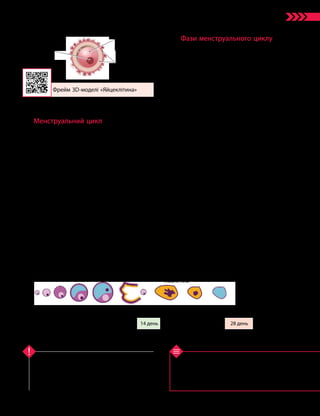149
Тема 11. Розмноження та індивідуальний розвиток людини
1. Де утворюються статеві клітини? 2. Що таке
менструальний цикл? 3. Які розрізняють фази
менструального циклу? 4. Які особливості будови
сперматозоїдів? 5. Які особливості будови яйце­
клітин?
Перевірте свої знання
Чоловічими статевими клітинами є сперматозо­
їди, а жіночими — яйцеклітини. Менструальний
цикл — це циклічні зміни в організмі жінки, що
повторюються через певні проміжки часу. Мен­
струальний цикл регулює ендокринна система.
Ключова ідея
Менструальний цикл
Менструальний цикл — це циклічні змі-
ни в організмі жінки, що повторюються через
певні проміжки часу й зовні проявляються
у вигляді менструації. Середня тривалість
менструального циклу становить 28 днів.
Менструація — періодична поява неряс-
них і нетривалих кров’янистих виділень зі
статевих шляхів у здорової невагітної жінки.
Менструальна кровотеча є наслідком відторг­
нення слизової оболонки матки — ендометрію.
Кожний нормальний менструальний цикл є
підготовкою організму жінки до вагітності.
Перша менструація настає зазвичай
у віці 12–14 років. Припинення менструацій
спостерігається під час вагітності й часто
після пологів — у період годування дитини
груддю. У певному віці (близько 50 років)
починається поступове згасання менструаль-
ної функції — настає клімакс.
Фази менструального циклу
Менструальний цикл складається з чоти-
рьох фаз (мал. 61.3):
•в овуляційну фазу під упливом гормо-
нів у яєчнику активно розвивається один із
фолікулів — пухирців, у яких розвиваються
яйцеклітини. Після дозрівання яйцеклітини
вона виходить із фолікула. Цей процес
називається овуляцією;
•у передменструальну фазу з фолікула,
який вивільнив яйцеклітину, утворюється так
зване жовте тіло. Воно виробляє гормони, не-
обхідні для нормального перебігу вагітності.
Якщо запліднення не відбувається, то жовте
тіло редукується й цикл починається знову;
•під час менструальної фази відбува-
ється відторгнення й виведення з організму
слизової оболонки матки;
•у післяменструальну фазу слизова
оболонка матки відновлюється.
Менструальний цикл регулюють декілька
органів, що працюють узгоджено. Гіпофіз
виробляє низку найважливіших гормонів,
серед яких два безпосередньо регулюють
роботу яєчників, — це фолікулостимулюючий
гормон (ФСГ) і лютеїнізуючий гормон (ЛГ).
Яєчники відповідають за дозрівання яйцеклі-
тини й вироблення статевих гормонів.
Статеві гормони, що виробляються яєч-
никами, також упливають на матку, маткові
труби, піхву, молочні залози, шкірні покриви,
жирову тканину й кістки.
Ядро
Цитоплазма
із запасом
речовин
Оболонки
яйцеклітини
Початок овуляції 7 день 14 день 21 день 28 день
Овуляція
Жовте тіло
Менструація
Розвиток фолікула
Овуляційна фаза Передменструальна
фаза
Післяменструальна
фаза
Менструальна
фаза
Фрейм 3D- моделі «Яйцеклітина»
Мал. 61.2. Будова яйцеклітини
Мал. 61.3. Менструальний цикл
 