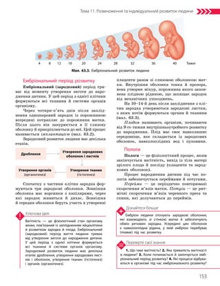 153
Тема 11. Розмноження та індивідуальний розвиток людини
1. Що таке вагітність? 2. Яка тривалість вагітності
в людини? 3. Коли починається й закінчується емб­
ріональний період розвитку? 4. Які процеси відбува­
ються в організмі під час ембріонального розвитку?
Перевірте свої знання
Вагітність — це фізіологічний стан організму
жінки, пов’язаний із заплідненням яйцеклітини
й розвитком зародка й плода. Ембріональний
(зародковий) період життя людини триває
від утворення зиготи до народження дитини.
У цей період з однієї клітини формуються
всі тканини й системи органів організму.
Зародковий розвиток людини має декілька
етапів: дроблення, утворення зародкових лист­
ків і оболонок, утворення тканин (гістогенез)
і органів (органогенез).
Ключова ідея
Ембріональний період розвитку
Ембріональний (зародковий) період три-
ває від моменту утворення зиготи до наро-
дження дитини. У цей період з однієї клітини
формуються всі тканини й системи органів
організму.
Через чотири-п’ять днів після заплід-
нення одношаровий зародок із порожниною
всередині потрапляє до порожнини матки.
Після цього він занурюється в її слизову
оболонку й прикріплюється до неї. Цей процес
називається імплантацією (мал. 63.2).
Зародковий розвиток людини має декілька
етапів.
Дроблення
Утворення зародкових
оболонок і листків
Утворення тканин
(гістогенез)
Утворення органів
(органогенез)
Спочатку з частини клітин зародка фор-
муються три зародкові оболонки. Зовнішня
оболонка має ворсинки з капілярами, через
які зародок живиться й дихає. Зовнішня
й середня оболонки беруть участь в утворенні
плаценти разом зі слизовою оболонкою мат-
ки. Внутрішня оболонка тонка й прозора,
вона утворює міхур, порожнина якого запов­
нена плідною рідиною, що захищає зародок
від механічних ушкоджень.
На 10–14-й день після запліднення з клі-
тин зародка утворюються зародкові листки,
з яких потім формуються органи й тканини
(мал. 63.3).
Плодом називають організм, починаючи
від 9-го тижня внутрішньоутробного розвитку
до народження. Плід має своє навколишнє
середовище, яке складається із зародкових
оболонок, навколоплідних вод і пуповини.
Пологи
Пологи — це фізіологічний процес, яким
закінчується вагітність, вихід із тіла матері
зрілого плода й посліду (плаценти та зарод-
кових оболонок).
Процес народження дитини під час по-
логів забезпечується переймами й потугами.
Перейми — це періодично повторювані
скорочення м’язів матки. Потуги — це рит-
мічні скорочення м’язів черевного преса та
спини, які долучаються до переймів.
Мал. 63.3. Ембріональний розвиток людини
Тижні
4 8 12 16 20 24 28 32 36 40
Дізнайтеся більше
Ембріон людини оточують зародкові оболонки,
які взаємодіють зі стінкою матки й забезпечують
обмін речовин зародка. Усередині цих оболонок
є навколоплідна рідина, у якій ембріон перебуває
(плаває) під час розвитку.
 