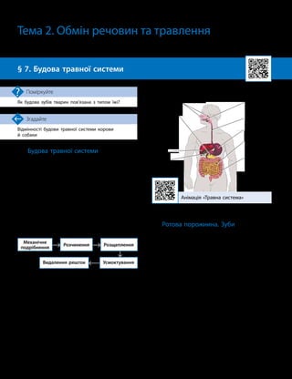 22

Відмінності будови травної системи корови
й собаки
Згадайте
§ 7. Будова травної системи
Як будова зубів тварин пов’язана з типом їжі?
Поміркуйте

Тема 2. Обмін речовин та травлення
Будова травної системи
Травну систему можна умовно зобразити
у вигляді трубки (каналу), що проходить
через увесь організм. Тут відбуваються про-
цеси травлення.
Травлення — це процес розщеплення
складних органічних речовин на простіші,
які можуть усмоктуватися й засвоюватися
організмом.
Травна система складається з відділів
(ділянок) і травних залоз (мал. 7.1).
У відділах травної системи послідовно
відбуваються різні процеси перетворення їжі.
Механічне
подрібнення
Видалення решток
Розчинення Розщеплення
Усмоктування
Травлення відбувається за участі фермен-
тів і речовин, які виробляють травні залози.
Головна функція травної системи — забез-
печення організму поживними речовинами.
Вона реалізується за допомогою процесів:
• механічних (жування, ковтання, просу-
вання їжі);
• секреторних (виділення слини, фермен-
тів);
• усмоктувальних (поглинання речовин,
які утворилися у процесі травлення);
• видільних (виведення з організму про-
дуктів обміну речовин).
Ротова порожнина. Зуби
Ротова порожнина обмежена щелепами
й укрита слизовою оболонкою з багатоша-
рового епітелію.
У ротовій порожнині розташовані зуби,
ясна, язик, три пари слинних і щічні залози.
Для роботи ферментів у ротовій порожнині
створюється лужне середовище.
У людини є чотири типи зубів: різці,
ікла, малі кутні (премоляри), великі кутні
(моляри) (мал. 7.2).
Доросла людина має 8 різців, 4 ікла, 8 ма-
лих і від 8 до 12 великих кутніх зубів.
Зуби в людини формуються ще в утроб-
ний період. Перші — молочні — з’являються
в дитини зазвичай від 5 місяців. Ідеться про
різці, ікла й малі кутні зуби. Від 5 до 12 років
молочні зуби поступово замінюються на по-
стійні, а останніми виростають великі кутні
моляри. Треті моляри в деяких людей мо-
жуть не розвинутися, що також є нормою.
Мал. 7.1. Будова травної системи людини
Анімація «Травна система»
Ротова
порожнина
Стравохід
Шлунок
Тонкий
кишечник
Товстий
кишечник
Відділи травної системи
Травні залози
Слинні залози
Підшлункова
залоза
Допоміжні
органи
травлення
Печінка
Жовчний
міхур
 
