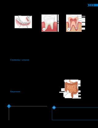 23
Тема 2. Обмін речовин та травлення
1. Що таке травлення? 2. Із яких відділів скла­
дається травна система? 3. Які функції травної
системи? 4*. Навіщо людині потрібні різні типи зубів?
5*. Чому в людини спочатку розвиваються молочні
зуби, а потім — постійні?
Травна система — це система органів, яка
забезпечує процес травлення. Вона має
вигляд каналу, ділянки якого виконують різні
функції. Складовими травної системи є травні
залози: печінка, підшлункова залоза, слинні за­
лози тощо.
Ключова ідея
Перевірте свої знання
У будові зуба розрізняють коронку, ший-
ку й корінь (мал. 7.3а). Зовні коронка зуба
покрита емаллю, під нею розташований ден-
тин, який утворює більшу частину коронки,
шийки й кореня.
Шийку й корінь покриває щільна речо-
вина — цемент. Порожнину зуба заповнює
пульпа, у яку через канали кореня входять
кровоносні судини й нерви (мал. 7.3б).
Стравохід і шлунок
Стравохід — це трубка з непосмугованої
м’язової тканини. Стравоходом їжа перемі-
щується з ротової порожнини до шлунка.
Шлунок — розширена ділянка травного
каналу у вигляді вигнутого міхура, де їжа
накопичується й перетравлюється.
Стінки шлунка утворені непосмугованою
м’язовою тканиною і вкриті зсередини одно-
шаровим циліндричним епітелієм.
Вхідний і вихідний отвори шлунка за-
микають кільцеві м’язи — сфінктери.
У дорослої людини помірно заповнений
шлунок має об’єм 2–2,5 л.
Кишечник
Кишечник є найдовшою ділянкою трав-
ної системи. Його поділяють на два великі
відділи: тонкий і товстий кишечник.
Мал. 7.2. Типи зубів людини
(мають один корінь, відкушують їжу)
Різці
Ікла
(мають декілька коренів, подрібнюють їжу)
Малі кутні Великі кутні
Корінь
Коронка
Шийка
Мал. 7.3. Зовнішня (а) та внутрішня (б) будова зуба
Дентин
Цемент
Пульпа
Капіляри
й нерви
Емаль
а б
Тонкий кишечник дорослої людини
зав­
довжки 5–6 м. Він складається з трьох
відділів: дванадцятипалої, порожнистої та
клубової кишок (мал. 7.4). У дванадцяти-
палу кишку відкриваються протоки печінки
й підшлункової залози. Слизова оболонка
має складчасту будову, що збільшує площу її
поверхні. Це підвищує ефективність усмок-
тування речовин.
Товстий кишечник завдовжки 1,5–2 м.
У ньому виділяють такі відділи: сліпа кишка,
ободова кишка, сигмоподібна кишка, пряма
кишка (мал. 7.4).
У товстому кишечнику «мешкає» багато
мікроорганізмів, які утворюють кишкову
мікробіоту. У прямій кишці накопичуються
неперетравлені рештки їжі, які виводяться
через анальний отвір.
Мал. 7.4. Кишечник людини
Дванадцятипала
кишка
Порожниста
кишка
Клубова кишка
Ободова кишка
Сигмоподібна
кишка
Cліпа кишка
Пряма кишка
Анальний отвір
Апендикс
 