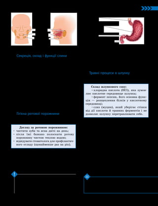 25
Тема 2. Обмін речовин та травлення
1. Які ферменти виділяються слинними залозами?
2. Які процеси відбуваються в ротовій порожнині?
3. Для чого в шлунку виділяється хлоридна кис­
лота? 4. Чому шлунок не перетравлює сам себе?
У ротовій порожнині й шлунку відбуваються
перші етапи травлення, під час яких розпочина­
ється розщеплення вуглеводів і білків. Ці про­
цеси здійснюються за участі таких ферментів,
як амілаза, мальтаза, пепсин та інших речовин.
Ключова ідея
Перевірте свої знання
Секреція, склад і функції слини
Слину в людини виробляють (секрету-
ють) три пари слинних залоз: привушні,
піднижньощелепні та під’язикові (мал. 8.2).
Слина складається переважно з води (до
99%). Решта (1%) — це органічні (білок
муцин і ферменти, зокрема лізоцим, який
руйнує клітини бактерій) та неорганічні
речовини (солі Натрію й Калію).
Основна функція муцину — зробити хар-
чову грудку слизькою. Це полегшує процес
ковтання й дозволяє харчовій грудці легко
просуватися стравоходом. Функція ферментів
слини — розщеплення крохмалю спочатку до
дисахариду мальтози (ферментом амілазою),
а потім до глюкози (ферментом мальтазою).
Гігієна ротової порожнини
Поширеними захворюваннями ротової
порожнини є карієс зубів та запалення ясен.
Догляд за ротовою порожниною:
• чистити зуби та ясна двічі на день;
• 
після їжі бажано полоскати ротову
порожнину чистою теплою водою;
• 
відвідувати стоматолога для профілактич-
ного огляду (щонайменше раз на рік).
Важливим для профілактики захво-
рювань ротової порожнини є раціональне
харчування. У раціоні мають бути білки, ві-
таміни (особливо С і D) та мінеральні речо-
вини (сполуки Кальцію, Фосфору, Флуору).
Стан ротової порожнини впливає на всі
відділи травної системи та організм загалом.
У разі появи болісних симптомів слід негайно
звернутися до лікаря.
Травні процеси в шлунку
У шлунку їжа обробляється шлунковим со-
ком — рідиною, що виділяють залози шлунка.
Склад шлункового соку:
•хлоридна кислота (HCl), яка зумов-
лює кислотне середовище шлунка;
•фермент пепсин, його основна функ-
ція — розщеплення білків у кислотному
середовищі;
•слиз (муцин), який уберігає стінки
від дії кислоти й травних ферментів і не
дозволяє шлунку перетравлювати себе.
Поки шлунковий сік лише просочує
їжу, усередині харчової грудки середовище
залишається лужним, тому там іще якийсь
час продовжується розщеплення вуглеводів
ферментами слини амілазою й мальтазою.
Гладенькі м’язи в стінках шлунка
(мал. 8.3) повільно скорочуються й перемі-
шують його вміст. Частково перетравлена їжа
порціями переміщується до кишечника через
кільцевий м’яз — сфінктер, який періодично
відкривається.
Швидкість травлення в шлунку залежить
від складу їжі: найдовше перетравлюється
жирна їжа (до 8 годин), вуглеводна — до
4 годин, а рідини майже не затримуються.
Мал. 8.2. Слинні залози в організмі людини
Привушні
Піднижньо­
щелепні
Під’язикові
Мал. 8.3. Шлунок людини
Стравохід
Дванадцятипала кишка
Стінка шлунка
Сфінктер
 
