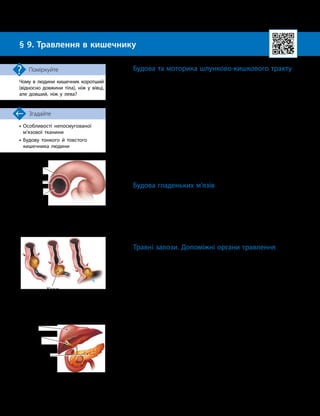 26
Тема 2. Обмін речовин та травлення
§ 9. Травлення в кишечнику
Чому в людини кишечник коротший
(відносно дов
­
жини тіла), ніж у вівці,
але довший, ніж у лева?
Поміркуйте Будова та моторика шлунково
-
кишкового тракту
Стінки травного каналу складаються з трьох основних
шарів, кожен із яких виконує певну функцію (мал. 9.1):
•внутрішній слизовий шар містить залози, що виробля-
ють слиз і ферменти;
•середній шар утворений гладенькою м’язовою ткани-
ною, він забезпечує перемішування й просування їжі;
•зовнішня оболонка зі сполучної тканини покриває ор-
гани та містить судини й нервові клітини.
Скорочення м’язової оболонки шлунка перемішує його
вміст (хімус) і сприяє насиченню шлунковим соком.
Скорочення м’язів стравоходу й кишечника створює
в травному каналі «хвилі», які переміщують хімус униз по
травному тракту. Це називають перистальтикою. У процесі
перистальтики вище хімусу утворюється звуження каналу,
а нижче — розширення, що забезпечує просування (мал. 9.2).
Будова гладеньких м’язів
Непосмугована (гладенька) м’язова тканина складається
з м’язових клітин — міоцитів. Вони мають веретеноподібну
форму з еліпсо
­
подібним ядром у центрі клітини. Особливістю
цієї тканини є щільне розташування клітин.
Гладенькі м’язи скорочуються повільніше, ніж скелетні,
але можуть довго перебувати в скороченому стані без великих
енергетичних витрат. Тому і «втомлюються» вони повільніше.
Травні залози. Допоміжні органи травлення
Найбільшими залозами травної системи є печінка й під-
шлункова залоза (мал. 9.3 та 7.1, с. 22).
Печінка виробляє жовч, а також знешкоджує небезпечні
речовини, що потрапляють в організм.
Жовч — це рідина, що містить солі жовч
­
них кислот, піг-
менти (білірубін), які надають їй зеленуватого забарвлення,
та мінеральні речовини.
Функції жовчі:
• емульгація жирів — подрібнення й утворення емульсії
жирів у водному розчині;
• стимулювання роботи ферменту ліпази, що розщеплює
жири (продукти розщеплення усмоктуються в кишечнику);
• підсилення перистальтики кишечника;
• пригнічення розмноження мікроорганізмів у тонкому
кишечнику.
Жовч утворюється клітинами печінки (гепатоцитами)
й жовчними капілярами надходить до жовчного міхура.
Жовчний міхур — порожнистий орган, який накопичує
жовч та за потреби виводить її в порожнину дванадцятипа-
лої кишки.
Мал. 9.2. Скорочувальні рухи
(перистальтика) кишечника
Хімус
Мал. 9.3. Травні залози
та допоміжні органи травлення
Печінка
Жовчний
міхур
Підшлункова
залоза
Мал. 9.1. Будова стінок
травного каналу
Слизовий
шар
М’язовий
шар
Зовнішня
оболонка
•

Особливості непосмугованої
м’язової тканини
•

Будову тонкого й товстого
кишечника людини
Згадайте
 