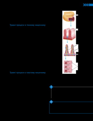 27
Тема 2. Обмін речовин та травлення
1. Які особливості будови стінок тонкого кишеч­
ника? 2. Які функції жовчі в процесі травлення?
3. Як відбувається всмоктування поживних речовин?
4*. Як відмінності у функціях тонкого й товстого
кишечника позначилися на їхній будові?
У кишечнику відбувається остаточне пере­
травлення їжі й усмоктування продуктів роз­
щеплення речовин. Важливу роль у процесах
травлення відіграють печінка й підшлункова
залоза, які виробляють жовч та підшлунковий сік.
Ключова ідея
Перевірте свої знання
Підшлункова залоза бере участь у травленні, виробляючи
підшлунковий (панкреатичний) сік, який містить багато
ферментів (трипсин, хімотрипсин, ліпазу, амілазу тощо).
Підшлунковий сік виділяється залозою не постійно, він
починає вироблятися під час їжі й триває кілька годин.
У стінках травного каналу містяться й численні дрібні
залози, які виділяють слиз, травні ферменти та інші речовини.
Травні процеси в тонкому кишечнику
У тонкому кишечнику:
•завершується розщеплення речовин;
•відбувається всмоктування продуктів розщеплення.
До тонкого кишечника через дванадцятипалу кишку над-
ходять сік із підшлункової залози і жовч із печінки. Також
багато ферментів і слизу виділяють залози слизової оболон-
ки самого кишечника. Усе це разом утворює кишковий сік,
який містить до 20 різних ферментів і має лужну реакцію.
У тонкому кишечнику ферменти амілаза, мальтаза,
лактаза, сахараза розщеплюють вуглеводи, а трипсин
і хімотрипсин — білки.
Стінки тонкого кишечника мають багато складок, укритих
ворсинками (мал. 9.4). Усередині ворсинок розташовані кро-
воносні й лімфатичні капіляри, які відділені від порожнини
кишечника лише двома шарами клітин. Ці клітини тран-
спортують продукти травлення в один бік — до капіляра
(водорозчинні — до кровоносних, жиророзчинні — до лімфа-
тичних), тобто відбувається усмоктування. Складчаста струк-
тура значно збільшує всмоктувальну поверхню тонкої кишки.
Рухи м’язів кишечника забезпечують перемішування
його вмісту, що сприяє травленню й усмоктуванню про-
дуктів травлення.
Травні процеси в товстому кишечнику
У товстому кишечнику відбувається:
•завершення травлення (тих речовин, які не були за-
своєні в тонкому кишечнику);
•усмоктування речовин, які організм ще може викорис-
тати;
•усмоктування води.
Зазвичай у товстий кишечник доходить не-
багато хімусу. Тому виділення кишкового соку
тут починається лише після того, як хімус
почне подразнювати рецептори стінок товстої
кишки.
Кишковий сік товстого кишечника майже
не містить травних ферментів, оскільки основні
процеси травлення й усмоктування відбулися
в тонкому кишечнику.
У товстому кишечнику відбувається також
формування калу, який має у своєму складі
неперетравлені залишки їжі, злущені клітини
слизової оболонки кишечника, слиз, пігменти
та мікро­
організми.
Мал. 9.4. Структура стінок
тонкого кишечника
Тонка кишка
Складки
з ворсинками
Мікро­
ворсинки
Ворсинки
Кровоносні
капіляри
Лімфатич­
ний капіляр
 