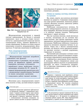 29
Тема 2. Обмін речовин та травлення
1. Як регулюються процеси травлення? 2. Чи мо­
жуть органи травної системи взаємодіяти між собою?
3. За таблицею на с. 28 визначте, як відбувається
регуляція роботи шлунка. 4*. Чому мікроорганізми
розподілені у травній системі нерівномірно?
Керування процесами травлення здійснюється
за допомогою нервової і гормональної регу­
ляцій. У травній системі людини живе велика
кількість мікроорганізмів, які виконують важ­
ливі функції в процесах травлення. Алкоголь
і тютюнопаління негативно впливають на
органи травної системи та процеси травлення.
Ключова ідея
Перевірте свої знання
Мікроорганізми розподілені у травній
системі нерівномірно. Їх багато в ротовій
порожнині, мало у шлунку (через кислот-
ність) та у дванадцятипалій кишці (де висока
концентрація жовчі, травних ферментів та
лужне середовище). Ближче до кінця тонкого
кишечника кількість мікроорганізмів збіль-
шується. У товстому кишечнику їх найбільше.
Роль мікроорганізмів
у процесах травлення
Мікроорганізми кишкової мікробіоти
здійснюють такі функції:
• 
розщеплюють ті речовини, які не підда­
ються дії ферментів травної системи
(приміром, рослинну клітковину);
• 
виробляють низку необхідних сполук,
насамперед вітамінів Н, К і групи В;
• 
корисні мікроорганізми пригнічують ріст
і розмноження хвороботворних бактерій
та інших шкідливих організмів;
• стимулюють роботу імунної системи.
Негативна роль мікроорганізмів кишеч-
ника полягає в тому, що вони можуть спричи-
няти бродіння й процеси гниття з утворенням
токсичних речовин.
Уплив на травну систему алкоголю
та паління
Ви, певно, знаєте, що алкоголь негативно
впливає на здоров’я. І першими потрапляють
під удар органи травлення. Алкоголь руйнує
слизову оболонку шлунка, пригнічує роботу
підшлункової залози.
Найбільше ушкоджується печінка, бо
мусить нейтралізувати алкоголь та продукти
його переробки. Клітини печінки руйнуються,
а їх заміщує жирова тканина. Найгіршим
наслідком є цироз печінки.
Під час паління нікотин, який міститься
в тютюні, насамперед діє на клітини нер-
вової системи. Але органи травлення також
уражаються, оскільки порушується їхнє крово­
постачання. Найбільшу небезпеку становлять
продукти неповного згоряння тютюну та до-
мішки. Серед них є багато канцерогенних
речовин, що можуть стати причиною розвит­
ку ракових пухлин у ротовій порожнині,
стравоході та шлунку.
Тютюновий дим ушкоджує клітини слизо-
вої оболонки рота, продукти неповного згоран-
ня тютюну спричиняють закиснення середови-
ща, відбувається денатурація білків амілази
й лізоциму. Також створюються умови для
відкладання зубного нальоту та розмноження
бактерій, на емалі з’являються тріщини.
Усі ці фактори спричиняють карієс зубів та
захворювання ясен.
Дізнайтеся більше
Секретин є гормоном, який виробляють клітини
слизової оболонки кишечника та деякі клітини підшлун­
кової залози. На основі досліджень секретину Ернест
Старлінг 1905 року ввів у науку поняття «гормон».
Гастрин є гормоном, який виробляють клітини шлунка
й підшлункової залози. Він посилює утворення
шлункового соку, пепсину та деяких ферментів
тонкого кишечника.
Мал. 10.1. Кишкова паличка Escherichia coli (а),
біфідобактерії (б)
а б
 