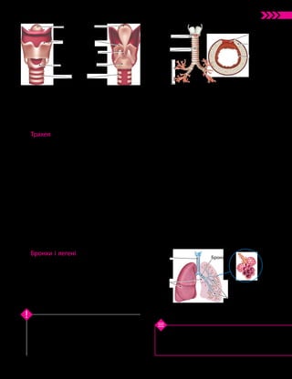 35
Тема 3. Дихання
1. Які органи належать до дихальної системи?
2. Які функції виконує носова порожнина? 3. Яку
будову має трахея? 4. Які функції виконує гортань?
5. Яку будову мають легені?
Перевірте свої знання
Процес дихання забезпечують органи дихаль­
ної системи. Газообмін між повітрям і кров’ю
здійснюється в легенях. Інші органи дихальної
системи беруть участь у процесі надходження
повітря в легені та його повернення в зовнішнє
середовище.
Ключова ідея
Важливою функцією гортані є забезпе-
чення утворення звуків: звуки, які ми ви-
мовляємо, виникають саме в цьому органі.
Трахея
Трахея — трубчаста частина дихаль-
них шляхів, розташована між гортанню
і бронхами (мал. 12.4а). Трахея складається
з 16–20 хрящових напівкілець, сполучених
між собою зв’язками (мал. 12.4б). Хрящі
підтримують форму трахеї. Їхня незамкнена
(задня) частина закрита еластичною стінкою,
яка прилягає до стравоходу, що розміщений
паралельно до трахеї. Завдяки еластичності
цієї стінки їжа може вільно просуватися
стравоходом.
Довжина трахеї становить 8–12 см. Її
внутрішня поверхня вкрита клітинами ми-
готливого епітелію. За допомогою рухів їхніх
війок із трахеї видаляються пил і бруд.
Основна функція трахеї — проходження
повітря з гортані до бронхів і назад.
Бронхи і легені
Бронхи — це повітропровідні шляхи, що
відходять від трахеї і входять у легені.
Трахея поділяється на два головні брон-
хи. Вони, своєю чергою, поділяються на
менші бронхи (лівий — на два, а правий —
на три, відповідно до кількості часток
у кожній із легень). Розгалуження бронхів
утворює бронхіальне дерево. Кінцеві найтонші
бронхи називають бронхіолами (мал. 12.5).
Головна функція бронхів — забезпечити
проходження повітря від трахеї до альвеол
і назад.
Легені — це парні органи дихання, які за-
безпечують газообмін між кров’ю і повітрям.
Вони займають майже весь об’єм грудної
клітки. Права легеня складається з трьох
часток, а ліва — з двох.
Легені вкриті плеврою — плівкою зі
сполучної тканини. Плевра утворює навко-
ло кожної з легень зам­
кнений плевральний
мішок, заповнений плевральною рідиною.
Бронхіоли в легенях переходять у леге-
неві пухирці — альвеоли, де й відбувається
процес газообміну (мал. 12.5).
Легені дорослої людини містять від 300
до 500 млн альвеол. Загальна площа їхньої
поверхні сягає 100 м2
! Завдяки цьому газо-
обмін здійснюється дуже швидко.
Мал. 12.3. Будова гортані Мал. 12.4. Трахея (а), напівкільця,
з яких складається трахея (б)
Перснеподібний
хрящ
Трахея
Надгортанний
хрящ
Щитоподібний
хрящ
Голосова щілина
Миготливий
епітелій
Задня стінка
трахеї
Хрящове
напівкільце
Бронхи
Трахея
Зв’язка
а б
Мал. 12.5. Бронхи та легені
Трахея
Легені
Бронхи
Бронхіоли
Альвеоли
 