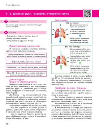 36
Тема 3. Дихання
• Види дихання людини. Зовнішнє дихання
• Будову дихальної системи
• Склад повітря з курсу хімії 7 класу
Згадайте
§ 13. Дихальні рухи. Газообмін. Утворення звуків
Чи можуть органи дихання повністю поглинути
кисень повітря?
Поміркуйте
Процес дихання та його етапи
В організмі людини зовнішнє дихання
відбувається кількома етапами.
Надходження свіжого, багатого на кисень повітря
через бронхи до альвеол завдяки дихальним рухам
Обмін CO2
і O2
між клітинами і кров’ю, який здійсню­
ється шляхом дифузії через стінки капілярів
Дифузія O2 та CO2 через стінки альвеол
Перенесення газів кровоносною системою організму
Дихальні рухи.
Грудне та черевне дихання
Надходження повітря в дихальну сис-
тему та його виведення з неї забезпечують
дихальні рухи. У дихальних рухах беруть
участь діафрагма та м’язи тулуба (насамперед
міжреберні).
Діафрагма — це куполоподібний м’яз,
прикріплений навколо основи грудної клітки.
Скорочення діафрагми здійснюють поршне-
подібний рух униз, що веде до збільшення
вертикального розміру грудної клітки.
Розрізняють черевне та грудне дихання:
•під час черевного дихання разом із
рухами діафрагми відбувається скорочення
й розслаблення м’язів черевної стінки;
•під час грудного дихання разом із ру-
хами діафрагми скорочуються й розслаблю-
ються міжреберні м’язи.
Вдих і видих
Об’єм грудної порожнини
збільшується, а легені
наповнюються повітрям
Діафрагма скорочується
і стає більш пласкою
Під час вдиху:
Зовнішні міжреберні
м’язи скорочуються
й піднімають ребра
Об’єм грудної порожнини
зменшується, вона тисне
на стінки легень, і з них
виштовхується повітря
Діафрагма розслабляється,
знову стає куполоподібною
і тисне знизу на легені
Під час видиху:
Зовнішні міжреберні м’язи
розслаб
­
ляються, і ребра
під дією сили тяжіння опус­
каються
Доросла людина в стані спокою робить
від 15 до 18 дихальних рухів за хвилину.
Під час фізичного навантаження чи емоцій-
ного збудження частота та глибина дихання
збільшується.
Газообмін у легенях і тканинах
Із попереднього параграфа ви вже знаєте,
що газообмін між повітрям і кров’ю відбува-
ється в альвеолах.
Внутрішня поверхня альвеол утворена
одношаровим пласким епітелієм, а зовні вони
обплетені капілярами (мал. 13.1).
Розгляньмо докладніше, як відбувається
газообмін у легенях та тканинах.
У легенях кисень із повітря, яке надійшло
до альвеол повітроносними шляхами, розчи-
няється в речовині, що вкриває поверхню
альвеол. Далі шляхом дифузії через тоненькі
стінки альвеол кисень потрапляє в кровонос-
ні капіляри, розташовані навколо альвеол.
 
