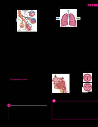 37
Тема 3. Дихання
1. З яких етапів складається процес дихання?
2. Як змінюється об’єм грудної порожнини під час
вдиху й видиху? 3. Як відрізняється склад вдихувано­
го та видихуваного повітря? 4. Які органи формують
голос? 5. Від чого залежить висота голосу? 6*. Чому
поверхня легень має бути вологою? 7*. За малюнком
13.2 поясніть, чому вміст азоту в повітрі на вдиху
й видиху майже не змінюється.
Перевірте свої знання
Процес дихання забезпечується рухами
діафрагми й міжреберних м’язів. Процес
газообміну в легенях відбувається спочатку
в альвеолах, а потім у тканинах. В утворенні
голосу головну роль відіграють голосові
зв’язки, розташовані в гортані.
Ключова ідея
У клітинах крові — еритроцитах — міститься
білок гемоглобін, який «захоплює» кисень
і транспортує його всім організмом.
Газообмін у тканинах починається, коли
еритроцити потрапляють у капіляри тканин.
Кисень з еритроцитів переходить у тканинну
рідину, а з неї — у клітини тканин.
Із тканинної рідини в капіляри надходить
вуглекислий газ. Процеси переходу кисню
з рідини до еритроцитів та у зворотному
напрямку відбуваються завдяки різниці
концентрацій кисню в капілярі й тканинній
рідині. Якщо концентрація кисню велика,
то він захоплюється гемоглобіном, а якщо
мала — вивільняється.
Наслідком процесу газообміну є суттєва
відмінність у складі повітря під час вдиху
й видиху (мал. 13.2).
Утворення звуків
Важливою функцією дихальної системи
людини є утворення звуків. У цьому процесі
задіяні ротова й носова порожнини, язик, губи,
зуби, щелепи, гортань, глотка. Але голов­
ну
роль в утворенні голосу відіграють голосові
зв’язки гортані. Вони складаються з еластич-
них пружних волокон і натягнуті впоперек
гортані паралельно одна одній. Між ними
розташована голосова щілина (мал. 13.3).
Натяг голосових зв’язок регулюють м’язи.
Голос утворюється під час проходження
видихуваного повітря через голосову щілину,
що спричиняє коливання натягнутих зв’язок.
Висота голосу людини залежить від
довжини її голосових зв’язок: чим довші
зв’язки, тим менша частота коливань і тим
нижчий голос.
Різниця між чоловічим і жіночим голо-
сами зумовлена різницею розміру гортані:
у жінок вона зазвичай вужча, тому зв’язки
коротші, отже жіночий голос вищий.
Керують утворенням звуків центри мов-
лення — групи клітин головного мозку, що
узгоджують роботу м’язів усього мовленнє-
вого апарату.
Мал. 13.1. Будова альвеол забезпечує
швидкий газообмін у легенях
Мал. 13.2. Зміни складу повітря в процесі газообміну
Мал. 13.3. Голосові зв’язки в гортані
Голосові зв’язки
в розімкнутому
стані (мовчання)
Голосові зв’язки
в зімкнутому
стані (мовлення)
Голосова щілина
Склад
вдихуваного
повітря:
O2
= 20,93%
CO2
= 0,04%
N2
= 79,03%
Склад
видихуваного
повітря:
O2
= 16,0%
CO2
= 4,5%
N2
= 79,5%
Склад альвеолярного повітря:
O2
= 14,0%, CO2
= 5,5%, N2
= 80,5%
Капіляри
Бронхіоли
Альвеоли
 