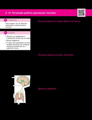 38
Тема 3. Дихання
•

Процеси, що відбуваються
в дихальній системі під час вдиху
• Функції діафрагми
•

Із курсу хімії пригадайте, до яких
оксидів (кислотних чи оснóвних)
належить вуглекислий газ —
карбон(IV) оксид
Згадайте
§ 14. Регуляція роботи дихальної системи
Чому людина під час фізичних
навантажень починає дихати
частіше?
Поміркуйте
Регуляція дихальних рухів. Дихальний центр
Ви знаєте, що без дихання життєдіяльність організму
неможлива. Воно має здійснюватися безперервно.
Регуляція дихальних рухів — складний процес, що
реалізується механізмами нервової та гуморальної регуля-
цій. Тому можна говорити про нейрогуморальну регуляцію
дихання.
Дихальні рухи контролює дихальний центр, який роз-
міщений у довгастому мозку — одному з відділів головного
мозку.
Дихальний центр складається з двох скупчень нейронів.
У пер
­
шому скупченні містяться нейрони, збудження яких
забезпечує вдих. У другому скупченні є дві групи ней
­
ронів:
одна з них забезпечує вдих, а інша — видих.
Від дихального центру сигнали над
­
ходять до м’язів, які
й забезпечують дихальні рухи (мал. 14.1).
Регуляція дихальних рухів. Рецептори
На роботу дихального центру можуть упливати як
нервові сигнали, так і деякі речовини.
Хеморецептори довгастого мозку реагують на кислот-
ність спинномозкової рідини, рівень якої залежить від умісту
вуглекислого газу. А хеморецептори, розташовані в деяких
кровоносних судинах (дузі аорти, сонній артерії), реагують
на кислотність крові. Якщо вміст вуглекислого газу в крові
підвищується, то центр подає сигнал для вдиху, тобто до
надходження кисню.
Робота хеморецепторів залежить від дії певних речовин
і є варіантом гуморальної регуляції процесів.
Механорецептори, від яких надходять сигнали до ди-
хального центру, реагують на розтягнення легень і бронхів.
Під час глибокого вдиху легені розтягуються і в центр ди-
хання надходить сигнал про припинення вдиху.
Дихальні рефлекси
Під час раптового потрапляння людини у воду або вди-
хання нею дуже пахучих речовин сигнали від певних ді-
лянок мозку змушують дихальний центр віддати наказ для
затримки дихання. Це рефлекторна дія, яка відбувається без
участі свідомості. Вона потрібна для того, щоб перешкодити
воді або агресивним речовинам проникнути в легені.
Рефлекторними діями є також такі реакції дихальної
системи, як чхання та кашель. Чхання виникає під час по-
дразнення слизової оболонки носоглотки, а кашель — під
час подразнення гортані, трахеї чи бронхів. Обидва ці реф-
лекси пов’язані з різким скороченням м’язів і швидким
Мал. 14.1. Схема регуляції
дихання
Дихальний
центр
Головний
мозок
Міжреберні
м’язи
Діафрагма
 