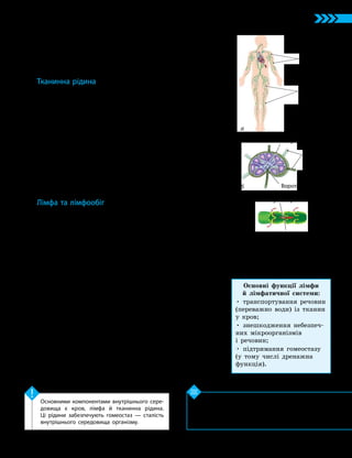45
Тема 4. Транспорт речовин
1. Які рідини утворюють внутрішнє середовище
організму? 2. Схарактеризуйте склад крові. 3. Як
здійснюється лімфообіг? 4. Який склад фізіологічного
розчину та яке його призначення?
Перевірте свої знання
Основними компонентами внутрішнього сере­
довища є кров, лімфа й тканинна рідина.
Ці рідини забезпечують гомеостаз — сталість
внутрішнього середовища організму.
Ключова ідея
•венозною — містить мало кисню й багато вуглекислого
газу, має темніший відтінок.
Колір крові визначається вмістом у ній сполук гемо-
глобіну з киснем: чим більше таких сполук, тим яскравіше
забарвлення крові.
Тканинна рідина
У тканинах кров проходить найдрібнішими кровоносни-
ми судинами — капілярами. Їхні стінки утворені лише одним
шаром клітин, тому крізь них у навколишні тканини про-
сочуються компоненти плазми крові, утворюючи тканинну
(міжклітинну) рідину. Ця рідина омиває всі клітини тіла
й здійснює обмін речовин між ними та кров’ю.
За складом тканинна рідина схожа на плазму крові.
Але оскільки тканинна рідина здійснює обмін речовин між
судинами й клітинами тканин, її склад може змінюватися
в певних межах.
Деякі речовини переходять усередину клітин тканини,
а інші, навпаки, виділяються клітинами в міжклітинну
рідину. Тому в різних тканинах склад тканинної рідини
відрізняється.
Лімфа та лімфообіг
У тканинах нашого організму, крім кровоносних, є
й лімфатичні капіляри, які проходять між клітинами. Дрібні
капіляри об’єднуються в лімфатичні судини, а в місцях
їхнього злиття та по ходу судин розташовані лімфатичні
вузли. Усе це разом утворює розгалужену структуру —
лімфатичну систему (мал. 16.1а).
У лімфатичних вузлах міститься багато лімфоцитів —
клітин, які беруть участь у процесі знешкодження небезпеч-
них речовин та інфекційних агентів (мал. 16.1б).
Через тонкі стінки капілярів фільтрується тканинна
рідина й розчинені речовини, утворюючи лімфу.
Лімфа — це прозора рідина, за складом дуже схожа
на тканинну рідину, однак вона містить велику кількість
лімфоцитів. В організмі дорослої людини міститься 1–2 л
лімфи. Рух лімфи в судинах можливий лише в одному
напрямку через наявність у них особливих кишенькових
клапанів (мал. 16.1в). Лімфа, проходячи крізь вузли, затри-
мується й очищується. Отже, лімфатичні вузли є біологічним
бар’єром на шляху інфекцій та шкідливих речовин, які
можуть утворюватися в організмі.
Лімфатичні судини впадають у великі вени, де лімфа
поповнює плазму крові.
Мал. 16.1. Лімфатична система
людини (а), будова лімфатичного
вузла (б) та лімфатична судина (в)
Кишеньковий клапан
Лімфатичні
вузли
Лімфатичні
судини
Лімфатич­
ні судини
Капсула вузла
Ворота вузла
а
б
в
Основні функції лімфи
й лімфатичної системи:
• транспортування речовин
(переважно води) із тканин
у кров;
• знешкодження небезпеч-
них мікроорганізмів
і речовин;
• підтримання гомеостазу
(у тому числі дренажна
функція).
Рух лімфи
 