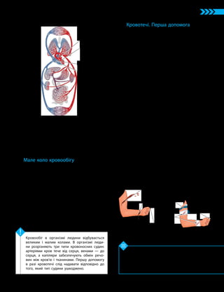 49
Тема 4. Транспорт речовин
1. Які функції системи кровообігу? 2. Чим зумов­
лена різниця в будові кровоносних судин? 3. Які
функції артерій? 4. Яка допомога необхідна у випадку
капілярної кровотечі? 5*. Чому накладений джгут
треба періодично послаблювати?
Перевірте свої знання
Кровообіг в організмі людини відбувається
великим і малим колами. В організмі люди­
ни розрізняють три типи кровоносних судин:
артеріями кров тече від серця, венами — до
серця, а капіляри забезпечують обмін речо­
вин між кров’ю і тканинами. Першу допомогу
в разі кровотечі слід надавати відповідно до
того, який тип судини ушкоджено.
Ключова ідея
У деяких органах (наприклад, печінці)
вени великого кола кровообігу розгалужу-
ються на тоненькі венозні капіляри, фор-
муючи капілярну сітку. Вона потрібна для
забезпечення функцій цього органа.
Мале коло кровообігу
У малому колі кровообігу кров циркулює
через легені. Тому такий кровообіг називають
легеневим.
Мале коло починається в правому шлу-
ночку й закінчується в лівому передсерді.
Із правого шлуночка виштовхується венозна
кров і судинами переміщується в легені. Там
вона віддає вуглекислий газ і насичується
киснем, перетворюючись на артеріальну кров.
Легеневими венами вона транспортується до
лівого передсердя, далі — у лівий шлуночок,
а з нього — у велике коло кровообігу.
Кровотечі. Перша допомога
Кровоносна система людини, як і в інших
хребетних, є замкненою. Тобто кров перебуває
всередині судин. У разі їхнього ушкодження
виникає кровотеча. Залежно від типу судин
розрізняють три основні види кровотечі: арте-
ріальну, венозну й капілярну (мал. 18.3).
Артеріальна кровотеча — кров має
яскраво-червоний колір і витікає швидко,
часто пульсуючи.
Перша допомога: накласти джгут вище
від місця крововиливу. У кінцівках кров
рухається артеріями вниз, отже накладання
джгута вище рани зупинить кровотечу.
Слід пам’ятати, що джгут не можна на-
кладати на голе тіло, треба підкласти якусь
тканину. Крім того, необхідно прикріпити
записку, де вказати точний час накладання
джгута. Це важливо, адже раз на годину його
потрібно послаблювати, щоб не залишити
тканини тіла без доступу крові.
Венозна кровотеча — кров темного за-
барвлення, витікає повільно, але досить ши-
роким струменем.
Перша допомога: накласти джгут нижче
місця крововиливу, адже венами кров руха-
ється вгору в напрямку серця. Проте часто
венозну кровотечу можна зупинити тугою
пов’язкою на рані.
Капілярна кровотеча не така інтенсивна,
як артеріальна чи венозна, і часто припиняєть-
ся самостійно. Можна застосувати звичайну
пов’язку зі стерильного бинта.
Мал. 18.2. Велике й мале кола кровообігу людини
Мале коло
кровообігу
(легеневий
кровообіг)
Велике коло
кровообігу
(системний
кровообіг)
Лівий шлуночок
серця (початок
великого кола)
Правий шлуночок
серця (початок
малого кола)
Ліве передсердя
Праве передсердя
Мал. 18.3. Різні види кровотеч та перша допомога
Артеріальна кровотеча
Венозна
кровотеча
Капілярна кровотеча
Джгут
Туга
пов’язка
Стерильний
бинт
 