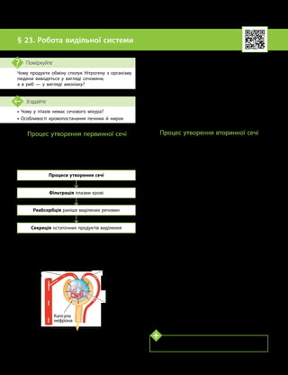 60
Тема 5. Виділення. Терморегуляція
• Чому у птахів немає сечового міхура?
• Особливості кровопостачання печінки й нирок
Згадайте
§ 23. Робота видільної системи
Чому продукти обміну сполук Нітрогену з організму
людини виводяться у вигляді сечовини,
а в риб — у вигляді амоніаку?
Поміркуйте
Процес утворення первинної сечі
Утворення сечі відбувається як результат
трьох основних процесів: фільтрації, секреції
та реабсорбції — і складається з двох основних
етапів: утворення первинної та вторинної сечі.
Процеси утворення сечі
Фільтрація плазми крові
Реабсорбція раніше виділених речовин
Секреція остаточних продуктів виділення
Первинна сеча утворюється в результаті
процесу фільтрації в клубочках капсули
нефрона (мал. 23.1).
У капсулу нефрона кров надходить через
тоненьку кровоносну артерію — приносну
артеріолу, а виходить іншою — виносною,
діаметр якої дещо менший. Це полегшує
фільтрацію плазми з принесеної крові, на-
сиченої різними речовинами, у порожнину
капсули. Рідину, яка утворилася в цьому
процесі, називають первинною сечею. Вона
потрапляє у звивистий каналець нефрона.
Первинна сеча за своїм складом схожа на
плазму крові, але в ній майже немає білків.
Процес утворення вторинної сечі
Первинна сеча містить продукти обміну
речовин і речовини, які організм ще може
використовувати. До того ж у ній бага-
то води, яка ще потрібна організму. Тому
у звивистому канальці відбувається реабсорб-
ція — поглинання раніше виділених речовин
(мал. 23.2). Там із первинної сечі поглинають-
ся вода, глюкоза та інші корисні речовини.
Крім реабсорбції, у канальцях нефрона
відбувається секреція — виділяються ті сполу-
ки, які необхідно остаточно вивести з орга-
нізму, наприклад йони Гідрогену й амонію.
Склад сечі значно змінюється, і вона пе-
ретворюється на вторинну сечу. Вторинна
сеча містить воду, сечовину, сечову кислоту,
амоніак тощо. Сечовина є одним з основних
продуктів обміну, який виводиться з орга-
нізму через нирки. Вона є продуктом обміну
білків та інших органічних речовин, які міс-
тять Нітроген. Норма — це коли у вторинній
сечі немає глюкози та білків.
Основна відмінність між первинною
і вторинною сечею полягає в кількості води
в їхньому складі. Уміст води у вторинній
сечі вмайже в 100 разів менший. Повернення
води в кров здійснюється переважно в петлі
нефрона (петлі Генле). Вона з’єднує між со-
бою звивисті канальці нефрона й має вигляд
шпильки, утвореної прямою трубкою. Петля
названа на честь науковця Фрідріха Генле.
Мал. 23.1. Схема утворення первинної сечі
в процесі фільтрації
Приносна
артеріола
Виносна
артеріола
Судинний
клубочок
нефрона
Первинна сеча
Капсула
нефрона
Дізнайтеся більше
За добу в організмі дорослої людини утворюється
близько 150–180 л первинної і 1,5 л вторинної сечі.
 
