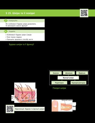 64
Тема 5. Виділення. Терморегуляція
• Особливості будови шкіри ссавців
• Типи тканин людини
• Принципи здорового способу життя
Згадайте
§ 25. Шкіра та її похідні
Які особливості будови шкіри дозволяють
їй виконувати захисні функції?
Поміркуйте
Будова шкіри та її функції
Шкіра є найбільшим органом людини.
Загальна площа поверхні шкіри дорослої лю-
дини становить близько 2 м2
.
Шкіра складається з трьох основних ша-
рів: епідермісу, дерми (власне шкіри) та під-
шкірної клітковини (мал. 25.1).
Епідерміс утворений багатошаровим
пласким епітелієм. Перший шар — роговий
(мертві зроговілі клітини), а другий — рост
­
ковий (живі клітини, що постійно діляться).
Дерма — це шар сполучної тканини,
що складається з колагенових та еластичних
волокон. Ці білкові волокна забезпечують
пружність і розтяжність шкіри.
Дерма є основною частиною шкіри. У ній
розміщені рецептори, шкірні залози, корені
волосин, кровоносні й лімфатичні судини.
Серед шкірних залоз людини розрізняють:
•потові (виділяють піт);
•сальні (виділяють речовини (секрети),
які змащують волосся та шкіру);
•молочні (видозмінені потові залози).
Підшкірна клітковина — це найглибший
шар шкіри. У її клітинах накопичують-
ся краплини жиру, який утворює запас
поживних речовин і захищає організм від
переохолодження та механічних ушкоджень
(наприклад, ударів).
Шкіра відокремлює організм людини від
зовнішнього середовища. Вона захищає його
від проникнення шкідливих організмів, ме-
ханічних і хімічних ушкоджень.
У шкірі розташовані численні чутливі ре-
цептори, якими ми відчуваємо тепло чи холод,
біль, розрізняємо предмети на дотик тощо.
Також, як ви вже знаєте, шкіра відіграє
важливу роль у процесах виділення: через її
потові залози з організму виводяться водо-
розчинні продукти обміну.
Шкіра бере участь у терморегуляції ор-
ганізму: через неї виводиться зайва теплота,
а в разі потреби шкіра сприяє її збереженню.
Функції шкіри
Терморегуляторна
Рецепторна
Захисна Дихальна Видільна
Похідні шкіри
Шкірні покриви людини утворюють низ-
ку похідних. Основні з них — це волосся та
нігті, які захищають тіло від несприятливих
зовнішніх упливів.
Відеолекція «Будова та функції шкіри»
Мал. 25.1. Будова шкіри
Епідерміс
Дерма
Підшкірна
клітковина
Кровоносні
судини
Корінь
волосини
Потова
залоза
Сальна
залоза
Волосина
Мал. 25.2. Будова нігтя
Корінь нігтя
Шкірний валик
Тіло нігтя
Кістка фаланги
пальця
 