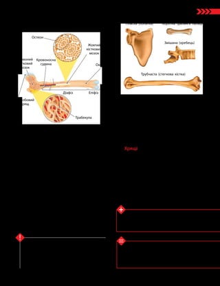 71
Тема 6. Опора та рух
1. Із чого складається опорно-рухова система лю­
дини? 2. Які функції опорно-рухової системи? 3. Як
органи опорно-рухової системи забезпечують вико­
нання захисної функції? 4. Які існують типи хрящів?
5. Які функції виконують хрящі?
Перевірте свої знання
Опорно-рухова система організму людини скла­
дається зі скелета й м’язів. Вони виконують
опорну, захисну й рухову функції. Скелет лю­
дини утворений із кісток і хрящів. За будовою
кістки людини поділяють на трубчасті, короткі,
пласкі й змішані.
Ключова ідея
переважно жировою тканиною. Усередині
кісток є хрящові прошарки — зони росту,
які забезпечують ріст кістки в довжину.
Стінки діафізу утворені міцною компакт­
ною речовиною.
Кінці трубчастої кістки — епіфізи —
утворені губчастою речовиною.
Трубчастими кістками є плечова, проме-
нева, стегнова, гомілкова.
Короткі кістки складаються переважно
з губчастої речовини й містять червоний
кістковий мозок. До них належать кістки
зап’ястка, плесна, стопи.
Пласкі кістки, як і короткі, утворені
губчастою речовиною і, відповідно, також
містять червоний кістковий мозок, але вони
більші за розміром і мають пласку форму.
Це кістки черепа, лопатки, груднина, ребра
й тазові кістки.
Деякі кістки мають ознаки і коротких,
і пласких, тому такі кістки називають зміша-
ними — це хребці, нижня щелепа, скроневі
кістки тощо.
Ріст кісток у товщину забезпечується
окістям, яке покриває кістку зовні.
Хрящі
Хрящі відіграють важливу роль у з’єд­
наннях кісток та є основою деяких органів
і структур організму.
Розрізняють три основні типи хрящів:
•гіаліновий — із нього утворені сугло-
бові поверхні в місцях з’єднання кісток;
•волокнистий — із нього складаються
міжхребцеві диски;
•еластичний — утворює основу вушної
раковини і хрящів носа та гортані.
Дізнайтеся більше
• Червоний кістковий мозок містить стовбурові
клітини — попередники клітин крові.
• Скелет становить близько 20 % від маси нашого
тіла.
Мал. 27.2. Типи кісток людини
Трубчаста (стегнова кістка)
Змішана (хребець)
Коротка (фаланга пальця)
Пласка (лопатка)
Мал. 27.1. Будова трубчастої кістки
Губчаста речовина
Компактна речовина
Жовтий
кістковий
мозок
Червоний
кістковий
мозок
Окістя
Суглобовий
хрящ
Кровоносна
судина
Трабекула
Остеон
Епіфіз
Діафіз
 