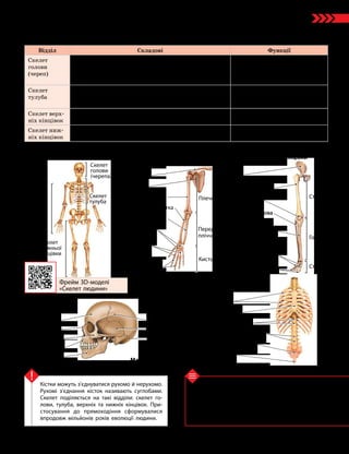 73
Тема 6. Опора та рух
1. Які відділи є у складі скелета людини? 2. Які
існують типи з’єднань кісток? 3. Які особливості бу­
дови скелета людини свідчать про пристосування
до прямоходіння? 4*. Які особливості будови пле­
чової кістки дозволяють їй ефективно виконувати
свої функції?
Перевірте свої знання
Кістки можуть з’єднуватися рухомо й нерухомо.
Рухомі з’єднання кісток називають суглобами.
Скелет поділяється на такі відділи: скелет го­
лови, тулуба, верхніх та нижніх кінцівок. При­
стосування до прямоходіння сформувалися
впродовж мільйонів років еволюції людини.
Ключова ідея
Будова та функції відділів скелета людини
Відділ Складові Функції
Скелет
голови
(череп)
Складається з мозкового (потилична, лобова, тім’яні
та скроневі кістки) і лицьового (виличні, носові,
верхньощелепні кістки) відділів черепа.
Єдина рухома кістка — нижня щелепа
Захист головного мозку, опора
для жувальних м’язів
Скелет
тулуба
Складається з грудної клітки (ребра, груднина й груд-
ні хребці) та хребта (має шийний, грудний, попереко-
вий і крижовий відділи, а також куприк)
Захист серця, легень і спинного
мозку, забезпечення дихальних
рухів та роботи кінцівок
Скелет верх-
ніх кінцівок
Складається з плечового пояса (лопатки й ключиці)
і вільних верхніх кінцівок (плече, передпліччя, кисть)
Забезпечення рухливості
верхніх кінцівок
Скелет ниж-
ніх кінцівок
Складається з тазового пояса (тазові кістки) і вільних
нижніх кінцівок (стегно, гомілка, стопа)
Забезпечення рухливості
нижніх кінцівок
Фрейм 3D- моделі
«Скелет людини»
Мал. 28.2. Скелет людини
Таз
Стегнова кістка
Надколінок
Малогомілкова
кістка
Великогомілкова
кістка
Скелет людини Скелет верхньої кінцівки
та поясу верхньої кінцівки
Скелет
верхньої
кінцівки
Скелет
нижньої
кінцівки
Скелет нижньої кінцівки
та поясу нижньої кінцівки
Скелет голови
(черепа)
Скелет
голови
(черепа)
Скелет тулуба
Скелет
тулуба
Тім’яна кістка
Скронева кістка
Потилична кістка
Лобова кістка
Носова кістка
Вилична кістка
Верхня щелепа
Нижня щелепа
Ребра
Груднина
Грудні хребці
Поперекові хребці
Крижова кістка
Куприк
Ключиця
Лопатка
Плечова кістка
Променева кістка
Ліктьова кістка
Зап’ясткові
кістки
П’ясткові
кістки
Фаланги
пальців кисті Стопа
Гомілка
Стегно
Плече
Перед­
пліччя
Кисть
Кістки плесна
Фаланги
пальців стопи
 