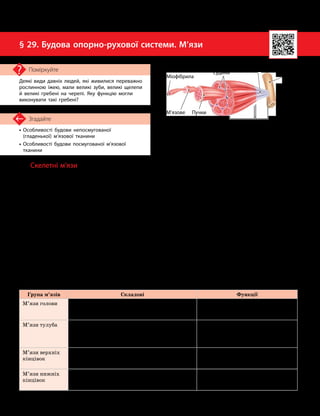 74
Тема 6. Опора та рух
•

Особливості будови непосмугованої
(гладенької) м’язової тканини
•

Особливості будови посмугованої м’язової
тканини
Згадайте
§ 29. Будова опорно-рухової системи. М’язи
Деякі види давніх людей, які живилися переважно
рослинною їжею, мали великі зуби, великі щелепи
й великі гребені на черепі. Яку функцію могли
виконувати такі гребені?
Поміркуйте
Будова та функції м’язів різних груп
Група м’язів Складові Функції
М’язи голови Мімічні й жувальні м’язи. Мімічні м’язи
прикріплені до шкіри обличчя, тому під час їх
скорочення рухаються окремі ділянки шкіри
Забезпечують процес жування
й міміку
М’язи тулуба М’язи грудної клітки, живота й спини.
До них також належить діафрагма,
розташована всередині тіла
Забезпечують процеси дихання,
рухи тулуба й кінцівок. Утримують
внутрішні органи, попереджаючи
їхнє опущення й випадання
М’язи верхніх
кінцівок
Дельтоподібний м’яз, двоголовий (біцепс)
і триголовий (трицепс), а також м’язи
передпліччя й кисті
Забезпечують рухливість верхніх
кінцівок
М’язи нижніх
кінцівок
Кравецький м’яз, чотириголовий м’яз,
двоголовий м’яз стегна, литковий
м’яз і м’язи стопи
Забезпечують рухливість нижніх
кінцівок
Скелетні м’язи
М’язи в організмі людини можуть нале-
жати не лише до опорно-рухової системи, але
й до складу внутрішніх органів, наприклад
шлунка, кишечника, матки.
Але більшість м’язів людини є скелет-
ними: вони своїми кінцями прикріплюються
до кісток і забезпечують їхній рух.
Скелетні м’язи утворені посмугованою
м’язовою тканиною, яка складається
з м’язових волокон (мал. 29.1). Кожен
із м’язів утворюється об’єднанням таких
волокон у пучки за допомогою пухкої сполуч-
ної тканини. Сукупність цих пучків складає
черевце м’яза. На кінцях черевця м’яза
прошарки пухкої тканини переходять у сухо-
жилок, яким м’яз прикріплюється до певної
точки (зазвичай до кісток) в організмі, утво-
рюючи головку м’яза.
М’язи можуть прикріплюватися до кісток
у декількох місцях (мати декілька головок).
М’язи поділяють на різні групи за фор-
мою, розміром або функціями.
За формою розрізняють м’язи: веретено-
подібні (біцепс), квадратні (квадратний м’яз
стегна), трикутні (дельтоподібний м’яз),
стрічкоподібні (прямий м’яз черева), коло-
ві, або сфінктери (коловий м’яз рота).
За розміром розрізняють м’язи: довгі
(м’язи кінцівок — біцепс, трицепс, чотири-
головий, кравецький і литковий м’язи), ко-
роткі (розташовуються там, де відстань між
кістками невелика — міжреберні м’язи),
широкі (розміщені на тулубі — найширший
м’яз спини).
Мал. 29.1. Будова скелетного м’яза
Кістка
Сухожилок
Черевце м’яза
Пучки
м’язових
волокон
М’язове
волокно
Головка м’яза
Кровоносні
судини
Міофібрила
 