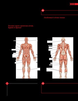 75
Тема 6. Опора та рух
1. На які групи поділяють м’язи людини? 2. Які
м’язи належать до складу скелета тулуба? 3. Які м’язи
належать до складу скелета верхніх кінцівок? 4. Які
функції виконують мімічні м’язи? 5*. Чому деякі м’язи
мають більше, ніж дві головки?
Перевірте свої знання
М’язи поділяють на різні групи за формою, роз­
міром або функціями. Скелетні м’язи беруть
початок від одних кісток і прикріплюються
до інших, забезпечуючи переміщення частин
скелета відносно певних суглобів. Залежно від
розташування на тілі розрізняють м’язи голови,
тулуба, верхніх і нижніх кінцівок.
Ключова ідея
Дізнайтеся більше
Тіло дорослої людини складається з 639 м’язів.
Це близько 6 млрд м’язових клітин.
Коловий м’яз рота
Потиличний
Дельтоподібний
Трапецієподібний
Триголовий м’яз
плеча (трицепс)
Найширший м’яз спини
Розгиначі кисті й пальців
Великий сідничний
Двоголовий м’яз стегна
Напівсухожилковий
Литковий
Надчерепні м’язи
Мімічні м’язи
Великий грудний
Двоголовий м’яз
плеча (біцепс)
Зубчастий
Прямий м’яз живота
Згиначі кисті
й пальців
Косий м’яз
живота
Кравецький м’яз
Чотириголовий
м’яз стегна
(прямий)
Передній
великогомілковий
Мал. 29.2. Основні м’язи людини
За функціями, які вони виконують, роз-
різняють м’язи: згиначі (згинають ліктьовий
суглоб — біцепс), розгиначі (розгинають лік-
тьовий суглоб — трицепс), відвідні (відводять
кінцівку від тіла — середній сідничний м’яз),
привідні (приводять кінцівку до тіла — ве-
ликий привідний м’яз), м’язи-обертачі (за-
безпечують обертання кінцівки навколо її
осі — кравецький м’яз).
Основні групи скелетних м’язів.
Будова й функції
М’язи опорно-рухової системи можна
об’єднати в декілька груп за певними особ­
ливостями будови й функціями (див. таблицю
та мал. 29.2).
Особливості м’язів голови
Жувальні м’язи голови приєднуються
до нижньої щелепи й забезпечують її рухи
відносно верхньої щелепи. Переміщення
нижньої щелепи дозволяє людині пережо-
вувати їжу. Мімічні м’язи зазвичай беруть
початок від кісток черепа, а прикріплюють-
ся до певної ділянки шкіри. Винятком є ко-
ловий м’яз рота і м’яз сміху, які до кісток
не прикріплені. Мімічні м’язи забезпечують
вираження людиною емоцій.
 