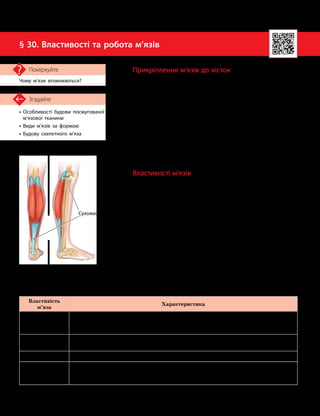 76
Тема 6. Опора та рух
•

Особливості будови посмугованої
м’язової тканини
• Види м’язів за формою
• Будову скелетного м’яза
Згадайте
§ 30. Властивості та робота м’язів
Чому м’язи втомлюються?
Поміркуйте
Властивості м’язів
Властивість
м’яза
Характеристика
Сила Максимальне напруження, яке може розвинути м’яз. Воно залежить від маси м’яза,
кількості одночасно збуджених волокон, частоти нервових імпульсів, що надходять
до м’яза
Швидкість
скорочення
Час, за який м’яз скорочується й розслаблюється. Залежно від швидкості
скорочення, розрізняють повільні та швидкі м’язи
Витривалість Здатність м’яза тривалий час підтримувати заданий ритм роботи
Тонус Стан постійного незначного напруження м’яза. Він забезпечує підтримку постави
й фіксацію внутрішніх органів. Визначається природними властивостями м’яза
і впливом нервової системи
Прикріплення м’язів до кісток
М’язи прикріплюються до кісток за допомогою сухо-
жилків (мал. 30.1).
Сухожилок утворений щільною сполучною тканиною і є
кінцевою частиною м’язів. Його основу становлять волокна
з білка колагену, переплетені між собою, що надає їм над-
звичайної міцності. Крім того, у складі сухожилка є крово
­
носні судини, які забезпечують його клітини поживними
речовинами й киснем.
Форма сухожилків може бути різною. У великих м’язів
вони зазвичай мають циліндричну форму. В інших м’язів —
пласкі, округлі, стрічкоподібні або пластинчасті сухожил-
ки. У разі надмірного навантаження сухожилки можуть
ушкоджуватися.
Властивості м’язів
М’язи, як і будь-яка система, що виконує певну роботу,
мають свої властивості, за якими цю роботу оцінюють
(див. таблицю). За цими властивостями можна також по-
рівнювати ефективність роботи різних м’язів.
Максимальна сила м’яза визначається максимальним
вантажем, який може підняти цей м’яз. Вона прямо про-
порційно залежить від поперечного перерізу м’яза. Але
фізіологічний переріз (сума перерізів усіх волокон м’яза)
не завжди збігається з геометричним перерізом. У м’язів
із поздовжнім розташуванням волокон фізіологічний та
геометричний перерізи збігаються. А от у м’язів із косим
розташуванням волокон фізіологічний переріз є більшим,
ніж геометричний. Тому сила м’язів із косим розташуван-
ням волокон перевищує силу м’язів із поздовжнім.
Мал. 30.1. Сухожилки
Сухожилки
 