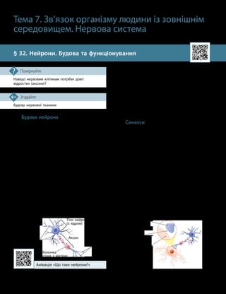 82
Будову нервової тканини
Згадайте
§ 32. Нейрони. Будова та функціонування
Навіщо нервовим клітинам потрібні довгі
відрост
­
ки (аксони)?
Поміркуйте
Тема 7. Зв’язок організму людини із зовнішнім
середовищем. Нервова система
Будова нейрона
Основу нервової системи становлять ней
­
рони — клітини нервової тканини. Це збуд-
ливі клітини, здатні обробляти інформацію
й передавати її далі у вигляді електрично-
го або хімічного сигналу. Хімічні сигнали
нейрони можуть посилати на дуже короткі
відстані (сусіднім клітинам), а от електрич-
ні — значно далі.
У будові нейрона розрізняють тіло клі-
тини, у якому розміщене її ядро та основні
орга
­
нели, і відростки двох типів — аксон
та дендрити (мал. 32.1).
Аксон — це довгий і тонкий відросток.
У клітині він лише один. Довжина аксона
в нейронів людини може сягати 1 м. Багато
аксонів мають оболонку з мієліну — речо-
вини, що на 70% складається з жирів і на
30% — із білків. Ця оболонка не є суцільною,
а періодично переривається. Мієлін ніби
ізолює аксон і не дає сигналу поширюватися
в усі боки — спрямовує його лише по аксону.
У результаті швидкість передачі збільшується
в рази (до 50 разів).
Дендрити — це короткі відростки, що
з’єднують нейрони із сусідніми клітинами.
І дендрити, і аксони можуть розгалужу-
ватися на кінцях.
Для передачі сигналів нейрони викорис-
товують спеціальні структури — синапси.
Синапси
Синапс — це місце передачі сигналу від
однієї клітини до іншої. Отже, синапс містить
частини двох різних клітин. Клітина, яка над-
силає сигнал, утворює пресинаптичну (тобто
розташовану до синапсу) мембрану, а кліти-
на, яка приймає сигнал, — постсинаптичну
(розташовану після синапсу). Між цими мемб-
ранами є синаптична щілина (мал. 32.2).
Синапси розташовані переважно на кін-
чиках дендритів та аксонів, однак певна їхня
кількість є й на тілі нейрона.
В організмі людини розрізняють два
основні типи синапсів:
•електричні синапси — мають вузьку
синаптичну щілину, сигнал передається
майже миттєво за допомогою електричних
йонних струмів;
Анімація «Що таке нейрони?»
Мал. 32.1. Будова нейрона Мал. 32.2. Синапс
Синаптична
щілина
Пресинаптична
мембрана
Постсинаптична
мембрана
Оболонка
аксона з мієліну
Тіло нейрона
(з ядром)
Дендрити Аксон
Синапси
 