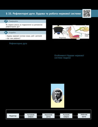84
Тема 7. Зв’язок організму людини із зовнішнім середовищем. Нервова система
• Будову нервової системи комах, риб і рептилій
• Що таке рефлекс?
Згадайте
§ 33. Рефлекторні дуги. Будова та робота нервової системи
Як людина реагує на подразнення за допомогою
рефлекторних дуг?
Поміркуйте
Рефлекторна дуга
Засобами передачі інформації в нервовій
системі є нервові імпульси.
Нервовий імпульс — це електричний сиг-
нал, який передається відростками нейронів.
Передача його на інші нейрони здійснюється
за допомогою синапсів.
Для проведення сигналів від рецепто-
ра до робочого органа різні типи нейронів
об’єднуються в спеціальну структуру — реф-
лекторну дугу.
Кожна дуга починається з чутливого ней
­
рона, який передає нервовий імпульс від
рецептора. Наприклад, тепловий рецептор
шкіри сприйняв підвищення температури
від гарячої посудини (мал. 33.1).
Чутливий нейрон за допомогою своїх від-
ростків передає нервовий імпульс від цього
рецептора у спинний мозок. Там нервовий ім-
пульс передається на дендрит наступного ней
­
рона — рухового. І через тіло цього нейрона
по аксону він надходить до м’яза руки, який
сприймає сигнал і скорочується. У результаті
рука відсмикується від гарячого предмета.
Крім чутливого й рухового нейронів,
до складу рефлекторної дуги може входити
і вставний нейрон. Тоді сигнал від чутливого
нейрона передається на руховий не прямо,
а опосередковано.
Рефлекторні дуги — це основа рефлексів,
які є реакціями організму на вплив певних
факторів і відбуваються за участі центральної
нервової системи.
Особливості будови нервової
системи людини
Як і в усіх інших хребетних тварин, нер
­
вова система людини належить до трубчастого
типу. Це означає, що під час розвит
­
ку
зародка його нервова система спочатку має
вигляд трубки. Ця трубка збільшується,
її передня частина значно розширюється
й утворює головний мозок. Задня частина
формує спинний мозок.
Разом спинний і головний мозок станов-
лять центральну нервову систему. Усі інші
Володимир Петрович Вороб­
йов (1876–1937) — видатний
український анатом. Відкрив нові
закони структурної організації
нервової системи, склав карту
вегетативних нервових вузлів
і сплетінь внутрішніх органів.
Заснував школу функціональної
динамічної анатомії і створив
у Харкові перший у світі «Музей
становлення людини».
Рецептор
Чутливий
нейрон
Нервовий
центр
Руховий
нейрон
Робочий
орган
Складові рефлекторної дуги
Мал. 33.1. Схема утворення рефлекторної дуги
Руховий
нерв
Рецептор
Чутливий
нерв
Робочий орган
(м’яз руки)
Спинний мозок
(нервовий центр)
 