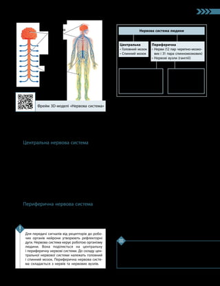 85
Тема 7. Зв’язок організму людини із зовнішнім середовищем. Нервова система
1. Яку будову має рефлекторна дуга? 2. З яких
частин складається нервова система людини? 3. Що
належить до складу центральної нервової системи?
4. Назвіть складові периферичної нервової системи.
5*. Навіщо потрібна рефлекторна дуга?
Перевірте свої знання
Для передачі сигналів від рецепторів до робо­
чих органів нейрони утворюють рефлекторні
дуги. Нервова система керує роботою організму
людини. Вона поділяється на центральну
і периферичну нервові системи. До складу цен­
тральної нервової системи належать головний
і спинний мозок. Периферична нервова систе­
ма складається з нервів та нервових вузлів.
Ключова ідея
нерви, які відходять від головного й спинного
мозку, утворюють периферичну нервову
систему (мал. 33.2).
Центральна нервова система
Центральна нервова система (ЦНС) віді-
грає головну роль у керуванні організмом.
У своїй верхній частині спинний мозок пере-
ходить у головний. Вони обидва вкриті трьома
мозковими оболонками, що забезпечують
їхню життєдіяльність і утворюють єдиний
покрив ЦНС.
Усередині спинного мозку проходить ка-
нал, заповнений спинномозковою рідиною. Він
продовжується і в головному мозку, де утворює
декілька стовщень — шлуночків мозку.
Периферична нервова система
Периферична нервова система об’єднує
всі нерви й нервові вузли, що розміщуються
за межами центральної нервової системи.
Її утворюють 12 пар черепно-мозкових
нервів (відходять від головного мозку) і 31 пара
спинномозкових (відходять від спинного).
Усі ці нерви розгалужуються й контро­
люють
роботу різних органів.
Нерви периферичної системи утворені
переважно відростками нейронів, тіла яких
зосереджені в центральній нервовій системі.
Однак у певних місцях тіла нейронів розташо-
вані поза межами ЦНС. Такі їхні скупчення
називають нервовими вузлами, або гангліями.
Зазвичай нервові вузли вкриті оболонкою
зі сполучної тканини й розташовуються або
безпосередньо на нервах, або біля внутріш-
нього органа, або в його стінці.
Периферичну нервову систему поділяють
на дві великі частини: сома­
тичну й автономну
нервові системи.
Соматична нервова система контролює
роботу скелетних м’язів і забезпечує рухи
людини (працює під контролем свідомості),
крім того, вона відповідає за збір і передачу
інформації від органів чуття.
Автономна, або вегетативна, нервова
система контролює роботу гладеньких м’язів
внутрішніх органів, а також серця й залоз
(працює незалежно від свідомості людини).
Мал. 33.2. Нервова система людини
Фрейм 3D-моделі «Нервова система»
Центральна
нервова
система
Периферична
нервова
система
Нервова система людини
Центральна
• Головний мозок
• Спинний мозок
Периферична
• 
Нерви (12 пар черепно- мозко­
вих і 31 пара спинномозкових)
• Нервові вузли (ганглії)
Автономна
Контролює роботу
гладеньких м’язів
внутрішніх органів,
а також серця і залоз
Соматична
• 
Контролює роботу
скелетних м’язів
• 
Збирає і передає інфор­
мацію від органів чуття
 