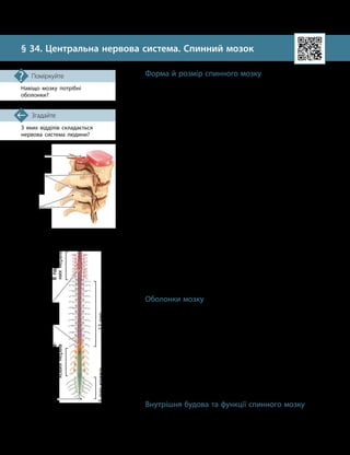 86
Тема 7. Зв’язок організму людини із зовнішнім середовищем. Нервова система
З яких відділів складається
нервова система людини?
Згадайте
§ 34. Центральна нервова система. Спинний мозок
Навіщо мозку потрібні
оболонки?
Поміркуйте Форма й розмір спинного мозку
Спинний мозок розташований у спеціальному каналі
всередині хребта (мал. 34.1). Спинномозковий канал почи-
нається від краю потиличного отвору черепа й закінчується
на рівні 1-го або 2-го поперекових хребців.
Від стінок каналу спинний мозок відділяє сполучна тка-
нина, яка захищає його від ушкоджень.
Від спинного мозку відходить 31 пара спинномозкових
нервів. Спинний мозок має добре виражену сегментну будову:
кожна пара спинномозкових нервів утворюється корінцями,
які відгалужуються від певного сегмента мозку й виходять
назовні між хребцями. Сегменти об’єднані у відділи: шийний
(8 сегментів), грудний (12 сегментів), поперековий (5 сегментів),
крижовий (5 сегментів) і куприковий (1 сегмент) (мал. 34.2).
Спинний мозок має два стовщення: шийне й попереко-
ве. У цих місцях від нього відходять нерви, які регулюють
роботу верхніх і нижніх кінцівок (мал. 34.2).
Спинний мозок коротший за спинномозковий канал.
Корінці, які утворюють нерви, виходять між нижніми хребця-
ми і спочатку йдуть від мозку вниз по цьому каналу, а потім
виходять назовні. У своїй нижній частині спинний мозок по-
ступово звужується, утворюючи так званий мозковий конус.
Від кінчика цього конуса далі вниз відходить термінальна
нитка, яка є атрофованою частиною спинного мозку. Під час
зародкового розвитку спинний мозок спочатку займає весь
спинномозковий канал. Але потім він починає «відставати»
в рості від хребта, тому внизу залишається атрофована частина
у вигляді нитки зі сполучної тканини. Термінальна нитка спу
­
скається в крижовий канал і прикріплюється до його стінки.
Оболонки мозку
Спинний мозок укритий трьома оболонками:
•внутрішня (м’яка, судинна) прилягає безпосередньо до
поверхні мозку. Вона м’яка й тонка, оскільки утворена пух-
кою, еластичною й багатою на кровоносні судини тканиною;
•середня (павутинна) розташована зовні судинної. Між
ними є порожнина, заповнена спинномозковою рідиною;
•зовнішня (тверда) утворена щільною волокнистою
тканиною, тому вона дуже міцна. У каналі хребта тверда
оболонка закріплена відростками та, наче мішком, укриває
спинний мозок і решту оболонок.
Оболонки захищають спинний мозок від ушкоджень
та живлять його.
Внутрішня будова та функції спинного мозку
Спинний мозок утворений білою та сірою речовинами
(мал. 34.3).
Мал. 34.1. Розташування
спинного мозку в хребті
Спинний
мозок
Хребці
Спинно­
мозкові
нерви
Мал. 34.2. Від спинного
мозку відходить 31 пара
спинномозкових нервів
Шийне
стовщення
Поперекове
стовщення
1 пара купри­
кових нервів
8
пар
ший­
них
нервів
12
пар
грудних
нервів
5
пар
попере­
кових
нервів
5
пар
крижо­
вих
нервів
 