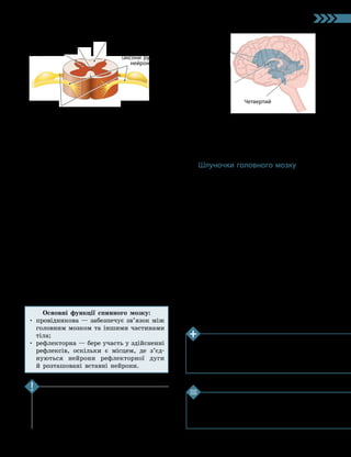 87
Тема 7. Зв’язок організму людини із зовнішнім середовищем. Нервова система
1. Яку форму й розміри має спинний мозок? 2. Які
оболонки вкривають спинний мозок? 3. Скільки
пар спинномозкових нервів є в людини? 4*. Які
функції виконує спинний мозок?
Перевірте свої знання
Спинний мозок виконує рефлекторну й про­
відну функції. Він складається із сірої й білої
речовин. Cпинний мозок укритий трьома
оболонками: твердою, павутинною і м’якою. Від
нього відходить 31 пара спинномозкових нервів.
Ключова ідея
Сіра речовина — це скупчення тіл ней­
ронів спинного мозку, що розміщується
навколо центрального каналу. На зрізі вона
має форму метелика або букви Н.
Навколо сірої розташована біла речовина,
яка складається переважно з аксонів
ней­
ронів, укритих мієліновою оболонкою.
Аксони білої речовини утворюють провідни-
кові шляхи спинного мозку.
Розрізняють два типи провідникових
шляхів: висхідні (чутливі), що проводять ім-
пульси до головного мозку, і низхідні (рухові),
які проводять імпульси від головного мозку.
Від кожного сегмента спинного мозку
відходять дві пари нервових корінців: передні
та задні (мал. 34.3). Ці корінці утворю-
ються переплетінням аксонів нейронів, які
мають певну функціональну спеціалізацію
(передні — аксони рухових нейронів, задні —
чутливих). Кожен зі спинномозкових нервів
утворюється в результаті злиття переднього
і заднього корінців.
Усередині спинного мозку проходить цен-
тральний канал, заповнений спинномозковою
рідиною.
Шлуночки головного мозку
Головний мозок у процесі еволюції утво-
рився з передньої частини спинного мозку.
Як ви вже знаєте, у спинному мозку є ка-
нал, заповнений спинномозковою рідиною.
Цей канал зберігся і в головному мозку.
Але там він перетворився на чотири мозкові
шлуночки — порожнини, розташовані все-
редині мозку (мал. 34.4). Позначаються
вони як парні бічні, третій і четвертий
шлуночки.
Шлуночки головного мозку сполучені
зі спинномозковою порожниною і, як і вона,
заповнені спинномозковою рідиною (лікво-
ром). Цю рідину шлуночки й виробляють.
Функції спинномозкової рідини:
•захищає головний і спинний мозок від
ушкоджень, створюючи рідку «подушку»;
•регулює внутрішньочерепний тиск;
•підтримує сталість внутрішнього середо­
вища (гомеостаз) у мозку.
Мал. 34.3. Переріз спинного мозку
Сіра речовина
Біла речовина
Центральний
канал
Задні корінці (аксони чутливих нейронів)
Передні корінці
(аксони рухових
нейронів)
Мал. 34.4. Шлуночки головного мозку
Парні бічні
Третій
Четвертий
Дізнайтеся більше
Біохімічні дослідження спинномозкової рідини
дозволяють діагностувати деякі захворювання цен­
тральної нервової системи: нейроінфекції, епілепсію
тощо. Для цього зі спинномозкового каналу беруть
зразок рідини та досліджують її показники.
Основні функції спинного мозку:
• 
провідникова — забезпечує зв’язок між
головним мозком та іншими частинами
тіла;
• 
рефлекторна — бере участь у здійсненні
рефлексів, оскільки є місцем, де з’єд­
нуються нейрони рефлекторної дуги
й розташовані вставні нейрони.
 