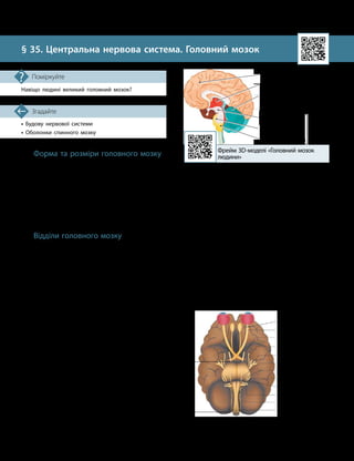 88
Тема 7. Зв’язок організму людини із зовнішнім середовищем. Нервова система
• Будову нервової системи
• Оболонки спинного мозку
Згадайте
§ 35. Центральна нервова система. Головний мозок
Навіщо людині великий головний мозок?
Поміркуйте
Форма та розміри головного мозку
Головний мозок — це центральний орган
нервової системи, який здійснює регуляцію
і координацію багатьох процесів в організмі
та відповідає за розумову діяльність людини.
Мозок розташований у черепі, який захи-
щає його від ушкоджень. Маса мозку в людей
відрізняється і може становити від 1000 до
2000 г. Прямого зв’язку між масою мозку
людини та рівнем її інтелекту не існує.
Відділи головного мозку
У складі головного мозку виділяють де-
кілька відділів: кінцевий мозок, проміжний
мозок, середній мозок, міст, довгастий мозок
і мозочок (див. таблицю та мал. 35.1).
Кінцевий мозок складається з двох вели-
ких півкуль, укритих шаром сірої речовини —
корою. До складу кінцевого мозку також нале-
жать мозолисте тіло, яке з’єднує півкулі між
собою, нюховий мозок та інші утворення. Кін
цевий мозок є найбільшим відділом і становить
близько 80 % від об’єму головного мозку.
Основними складовими проміжного мозку
є таламус і гіпоталамус, а в будові середнього
мозку виділяють чотиригорбкове тіло й ніжки
мозку. Мозочок (як і кінцевий мозок) склада-
ється з двох півкуль та серединної частини —
черв’яка. Разом із мостом мозочок належить
до складу так званого заднього мозку. Довгас-
тий мозок є продовженням спинного мозку.
У головному мозку також виокрем-
люють певні структури, які складаються
з анатомічно й функціонально пов’язаних
компонентів, зокрема, лімбічну систему та
ретикулярну формацію. Ці структури можуть
охоплювати декілька відділів мозку. Так,
ретикулярна формація є складовою довгастого
й середнього мозку та моста.
Частину мозку, яка в процесі еволюції
сформувалася однією з перших, називають
стовбуром мозку. Він складається з довгас-
того мозку, моста й середнього мозку.
Від головного мозку відгалужуються 12 пар
черепномозкових нервів. Перша пара відхо-
дить від кінцевого мозку, друга — від про-
міжного, а більшість черепномозкових нервів
(10 пар) відходять від стовбура (мал. 35.2).
Зовні мозок укритий трьома оболонками:
твердою, павутинною і м’якою. Центральний
канал спинного мозку заходить у головний мо-
зок, де утворює стовщення — шлуночки мозку,
заповнені спинномозковою рідиною.
Кінцевий мозок
Проміжний мозок
Мозочок
Середній мозок
Міст
Довгастий мозок
Мал. 35.1. Відділи головного мозку
Стовбур
Фрейм 3D
-
моделі «Головний мозок
людини»
Мал. 35.2. Черепномозкові нерви
Стовбур
Нюховий (І)
Зоровий (ІІ)
Окоруховий (ІІІ)
Блоковий (ІV)
Трійчастий (V)
Відвідний (VI)
Лицевий (VII)
Присінково
-
завитковий (VIII)
Язикоглотковий (ІХ)
Блукаючий (Х)
Додатковий (ХІ)
Під’язиковий (ХІІ)
 