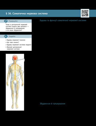 90
Тема 7. Зв’язок організму людини із зовнішнім середовищем. Нервова система
• Будову нервової тканини
• Що таке синапс?
•

Будову нервової системи людини
•

Функції центральної
нервової системи
Згадайте
§ 36. Соматична нервова система
Чому в центральній нервовій
системі існують два процеси —
збудження й гальмування,
а не лише збудження?
Поміркуйте Будова та функції соматичної нервової системи
Соматична нервова система є частиною нервової системи,
яка забезпечує передачу:
•інформації від органів чуття до центральної нервової
системи (сенсорна функція);
•сигналів від центральної нервової системи до скелетних
м’язів (рухова функція).
Отже, завдяки соматичній нервовій системі відбувається
регуляція рухів тіла. Ця регуляція зазвичай є довільною,
тобто відбувається під контролем свідомості. Наприклад,
ця система контролює рухи м’язів руки людини, коли вона
малює або пише.
Соматична нервова система утворена черепно-мозковими
та спинномозковими нервами, сполученими з відповідними
ділянками головного й спинного мозку (мал. 36.1).
Нерви людини мають складну будову. Вони утворені не-
рвовими волокнами — об’єднаними відростками нейронів,
які вкриті зовні пухкою сполучнотканинною оболонкою.
Ці волокна об’єднуються в окремі пучки, кожен із яких
також укритий оболонкою. Кілька таких нервових пучків
утворюють нерв, укритий сполучнотканинною оболонкою
(мал. 36.2). Під оболонкою також проходять кровоносні
й лімфатичні судини нерва.
За складом волокон нерви поділяють на такі види:
•чутливі — містять нервові волокна, які передають
сигнали від органів чуття до центральної нервової системи;
•рухові — містять нервові волокна, які передають сиг-
нали від центральної нервової системи до м’язів;
•змішані — містять нервові волокна обох типів —
і рухові, і чутливі.
Серед черепно-мозкових нервів є чутливі (I, II, VIII
пари), рухові (IV, VI, XI, XII пари) та змішані (III, V, VII,
IX, X пари) (мал. 35.2, с. 88).
Із § 34 ви вже знаєте, що спинномозкові нерви утворю-
ються злиттям передніх і задніх корінців спинного мозку.
Передній корінець кожного з цих нервів містить аксони ру-
хових нейронів, а задній — чутливих (мал. 34.3, с. 87).
Крім того, існують ще вегетативні нерви, які належать
до складу автономної нервової системи.
Збудження й гальмування
Сигнали від соматичної нервової системи надходять до
центральної нервової системи й спричиняють збудження.
Збудження — складний фізіологічний процес, резуль-
татом якого є виникнення специфічних електричних явищ
(потенціалу дії) на поверхні збудливої клітини та певних
метаболічних змін у ній.
Мал. 36.1. Нерви соматичної
нервової системи
забезпечують рухи тіла
Черепно
-
мозкові
нерви
Спинно­
мозкові
нерви
 
