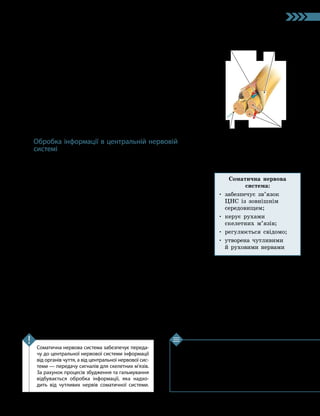 91
Тема 7. Зв’язок організму людини із зовнішнім середовищем. Нервова система
1. Яка роль соматичної нервової системи в ор­
ганізмі людини? 2. Якими нервами передаються
сигнали соматичної нервової системи? 3. Зв’язок
яких органів із центральною нервовою системою
забезпечує соматична нервова система? 4. Що таке
збудження? 5. Що таке гальмування? 6*. Як сома­
тична нервова система регулює рухи тіла?
Перевірте свої знання
Соматична нервова система забезпечує переда­
чу до центральної нервової системи інформації
від органів чуття, а від центральної нервової сис­
теми — передачу сигналів для скелетних м’язів.
За рахунок процесів збудження та гальмування
відбувається обробка інформації, яка надхо­
дить від чутливих нервів соматичної системи.
Ключова ідея
Особливістю процесу збудження є те, що воно здатне
передаватися на сусідні клітини, які також стають збудже-
ними і можуть поширювати збудження далі. Цей процес
відбувається з витратами енергії.
У нервовій тканині передача збудження можлива завдя-
ки синапсам та збудливим нейромедіаторам (норадреналін,
дофамін, серотонін тощо). Здатність до збудження мають
не всі клітини тіла, а лише нервові, м’язові та секреторні.
Протилежним до процесу збудження є гальмування.
Гальмування — це процес припинення передачі
збудження. У ньому беруть участь спеціалізовані гальмівні
нейрони. Механізм гальмування реалізується за допомогою
спеціальних гальмівних синапсів та гальмівних нейромеді-
аторів (гліцину, γ-аміномасляної кислоти), які переривають
поширення нервових імпульсів.
Обробка інформації в центральній нервовій
системі
Інформація, яка чутливими нервовими волокнами по-
трапляє до центральної нервової системи, проходить певну
обробку для того, щоб організм міг адекватно відреагувати
на дію того чи іншого чинника.
У головному мозку існує спеціалізація його відділів, які
відповідають за обробку різних видів сигналів. Головним
координатором дій усіх відділів центральної нервової системи
є кора великих півкуль головного мозку. Завдяки цьому
саме кора — основний регулятор довільних рухів тіла людини.
Важливу роль в обробці отриманої інформації відіграють
нервові центри.
Нервовий центр — це сукупність клітин, які розта-
шовані в певному відділі центральної нервової системи та
регулюють одну й ту саму функцію. Такими центрами є,
наприклад, дихальний, слиновидільний тощо.
Нервові центри здатні змінювати ритм нервових імпуль-
сів, які доходять до них із периферичної нервової системи
або інших відділів центральної нервової системи. Ще одна
важлива властивість нервових центрів — здатність до
об’єднання кількох сигналів збудження. Зазвичай нервові
центри реагують, коли отримують сигнал, що перевищує
певний пороговий рівень. Але якщо до центра одночасно
(або майже одночасно) надходить кілька сигналів, які є
нижчими за пороговий рівень, то в нервовому центрі все
одно може виникнути збудження.
Мал. 36.2. Будова нерва
Оболонка
зі сполучної
тканини
Нервове
волокно
Пучки нервових
волокон
Кровоносні
й лімфатичні
судини
Соматична нервова
система:
• 
забезпечує зв’язок
ЦНС із зовнішнім
середовищем;
• 
керує рухами
скелетних м’язів;
• регулюється свідомо;
• 
утворена чутливими
й руховими нервами
 