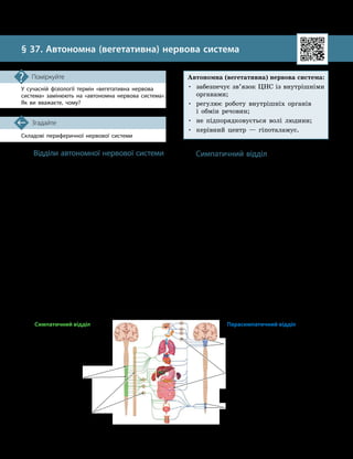 92
Тема 7. Зв’язок організму людини із зовнішнім середовищем. Нервова система
Складові периферичної нервової системи
Згадайте
§ 37. Автономна (вегетативна) нервова система
У сучасній фізіології термін «вегетативна нервова
система» замінюють на «автономна нервова система».
Як ви вважаєте, чому?
Поміркуйте
Відділи автономної нервової системи
Автономна, або вегетативна, нервова
система — це частина нервової системи,
що регулює діяльність внутрішніх органів,
залоз, судин, гладеньких та деяких посму-
гованих м’язів, а також керує процесами
обміну речовин.
Автономна нервова система складається
з двох відділів, що часто чинять протилежну
дію на органи й тканини організму: симпа-
тичний і парасимпатичний.
Центром контролю автономної нервової
системи є гіпоталамус — ділянка проміж-
ного мозку, що контролює також роботу ен-
докринної системи. Діяльність вегетативної
нервової системи не підпорядковується волі
людини: ми не можемо свідомо керувати ро-
ботою своїх внутрішніх органів, як, скажімо,
керуємо своїми м’язами. Саме тому цю части-
ну нервової системи називають автономною.
Автономна (вегетативна) нервова система:
•
	
забезпечує зв’язок ЦНС із внутрішніми
органами;
•
	
регулює роботу внутрішніх органів
і обмін речовин;
• не підпорядковується волі людини;
• керівний центр — гіпоталамус.
Симпатичний відділ
Симпатичний відділ є частиною автоном-
ної нервової системи. У його будові також
виділяють дві частини: центральну (нервові
центри розташовані в спинному мозку) та пе-
риферичну (нервові волокна та їхні вузли —
ганглії — перебувають за межами центральної
нервової системи) (мал. 37.1, ліва частина).
У ролі нейромедіатора (речовини, за
допомогою якої передається сигнал через
синапси) клітини симпатичного відділу
використовують норадреналін. Він може
здійснювати збудливу дію — підвищувати
інтенсивність обміну речовин.
Симпатичний відділ активізується, коли
ми відчуваємо різні емоції (страх, гнів) або
стикаємося зі значним напруженням (тяжка
фізична праця, спортивні змагання).
Симпатичний відділ прискорює роботу
серця, звужує судини внутрішніх органів
Мал. 37.1. Відділи автономної (вегетативної) нервової системи
Автономна (вегетативна) нервова система
Симпатичний відділ Парасимпатичний відділ
Нервові центри
симпатичного
відділу в грудно­
му відділі спин­
ного мозку
Нервові центри парасимпатичного
відділу в головному мозку
Нервові вузли (ганглії)
симпатичного відділу
Нервові центри парасимпатичного
відділу в крижовій частині спинного
мозку
Нервові вузли (ганглії)
парсимпатичного відділу
 